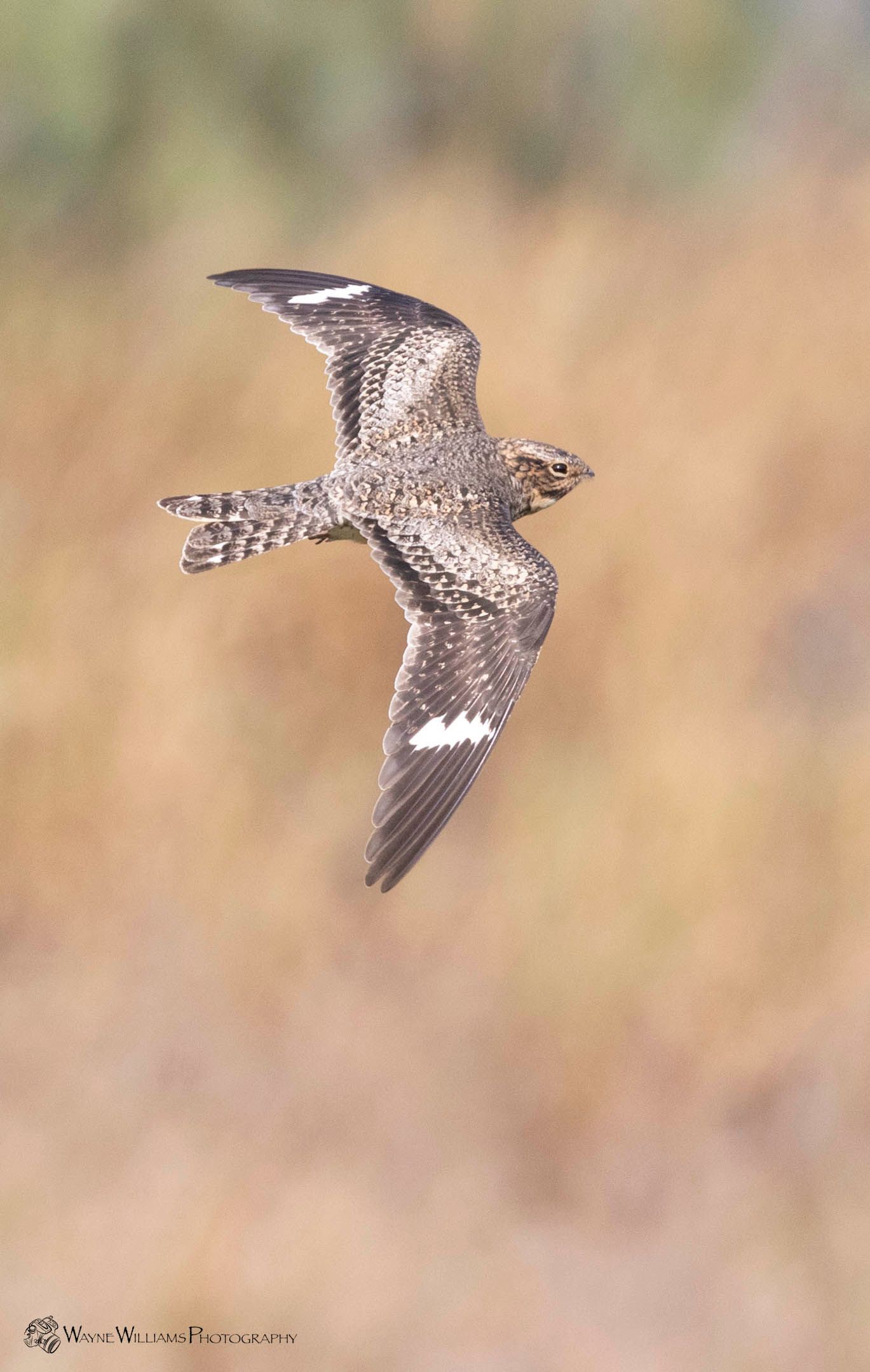 A bird is flying through the air in a field.