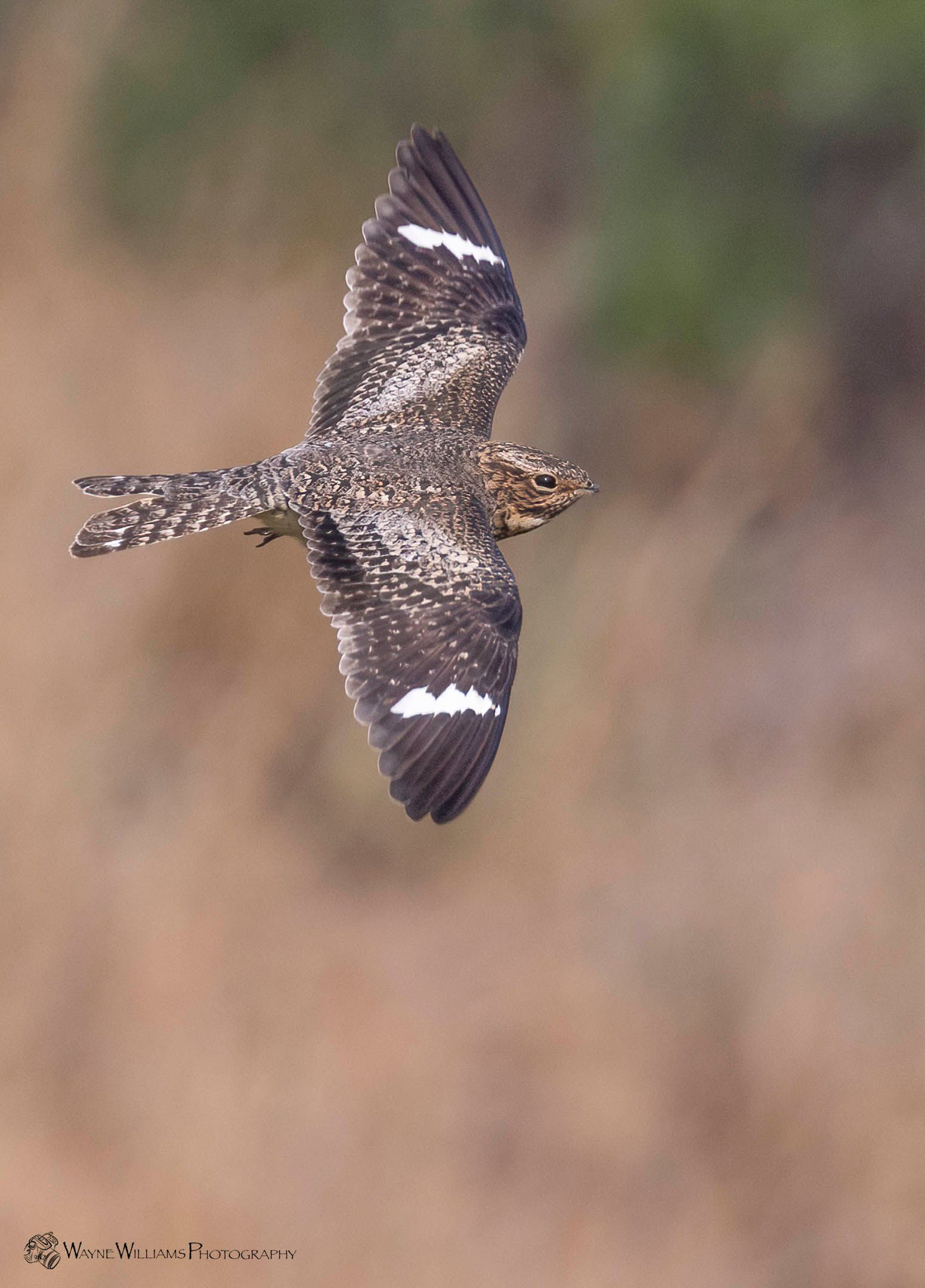 A bird is flying in the air with its wings spread.