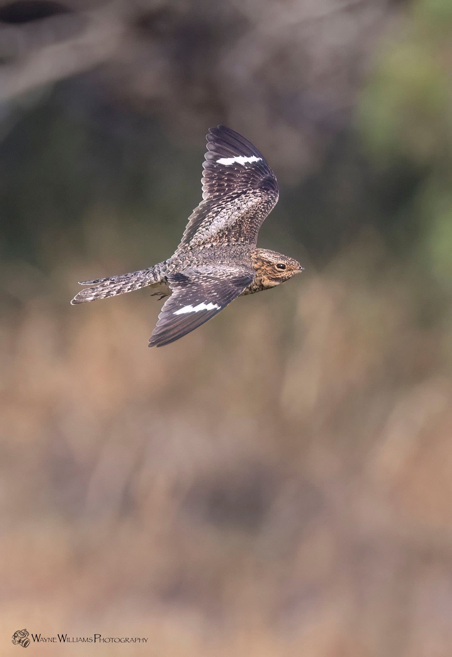 A bird is flying in the air with its wings outstretched.