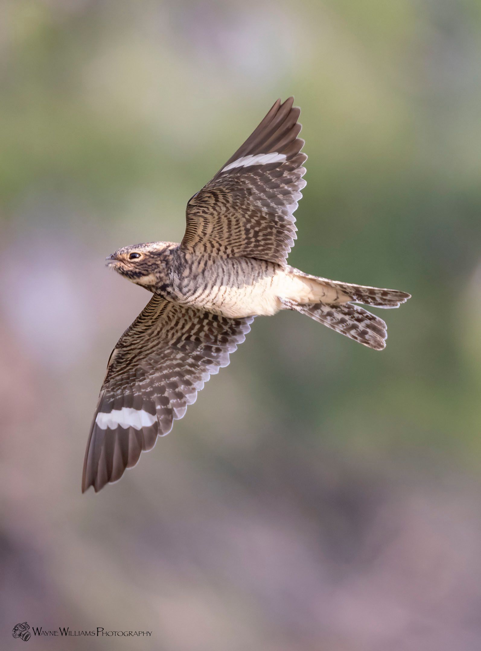 A bird is flying in the air with its wings spread.