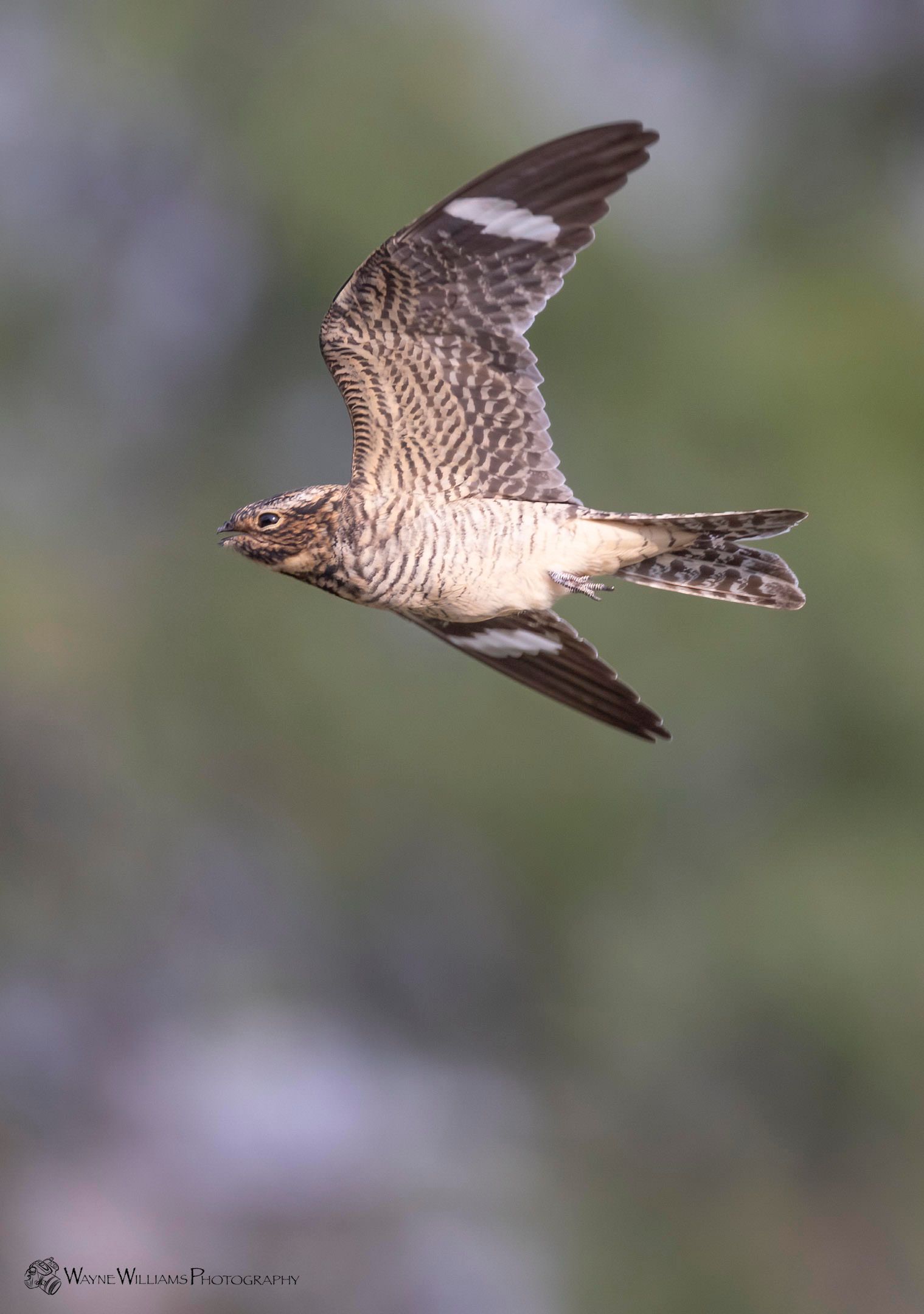 A bird is flying in the air with its wings spread.
