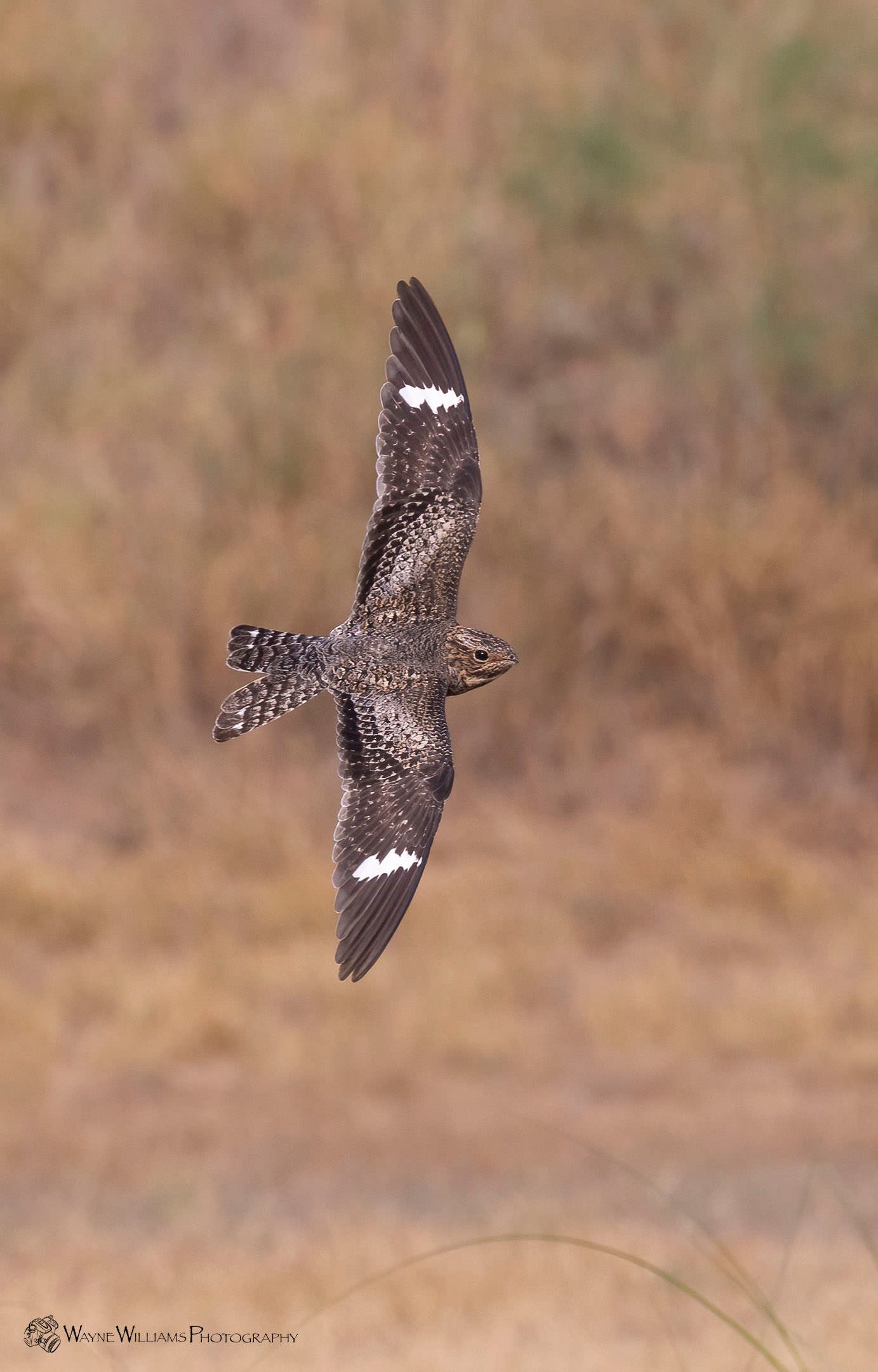 A bird is flying in the air with its wings spread.