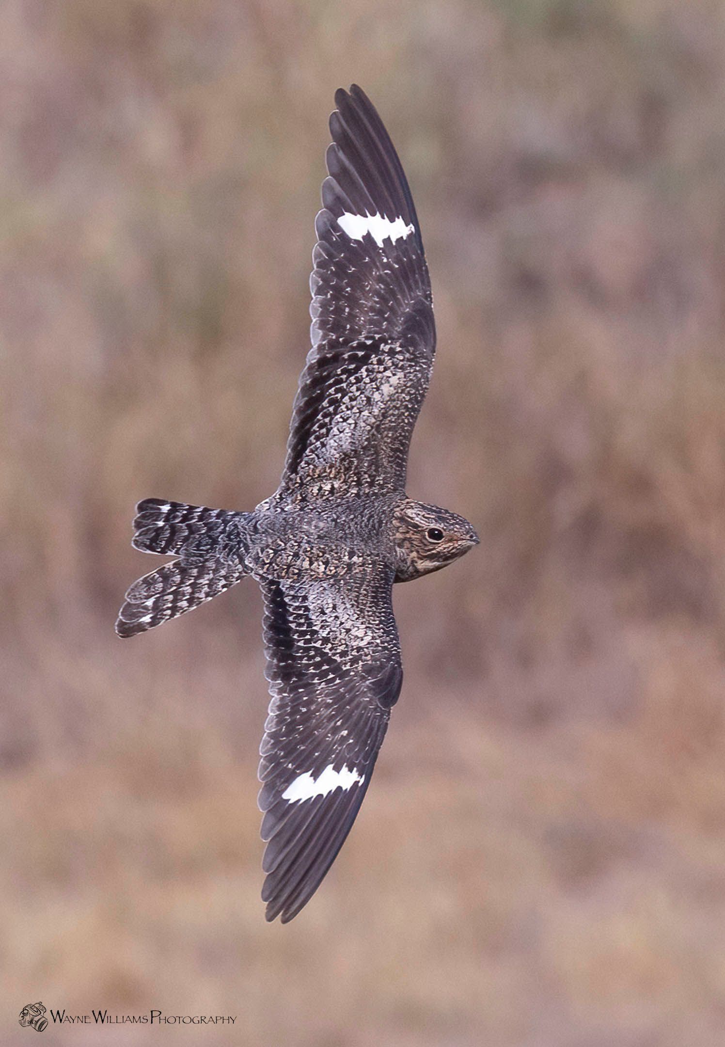 A bird is flying through the air with its wings spread