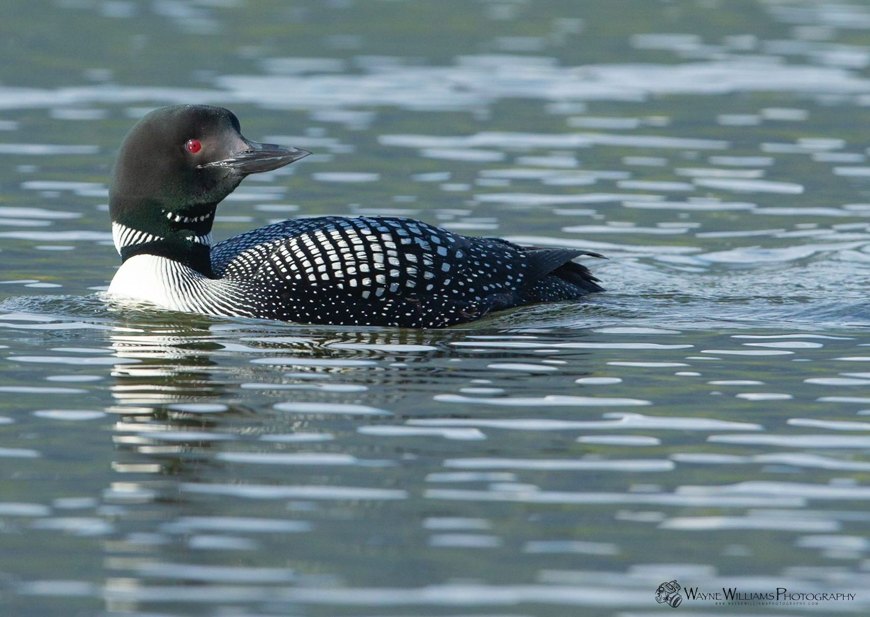 A black and white duck is swimming in the water.