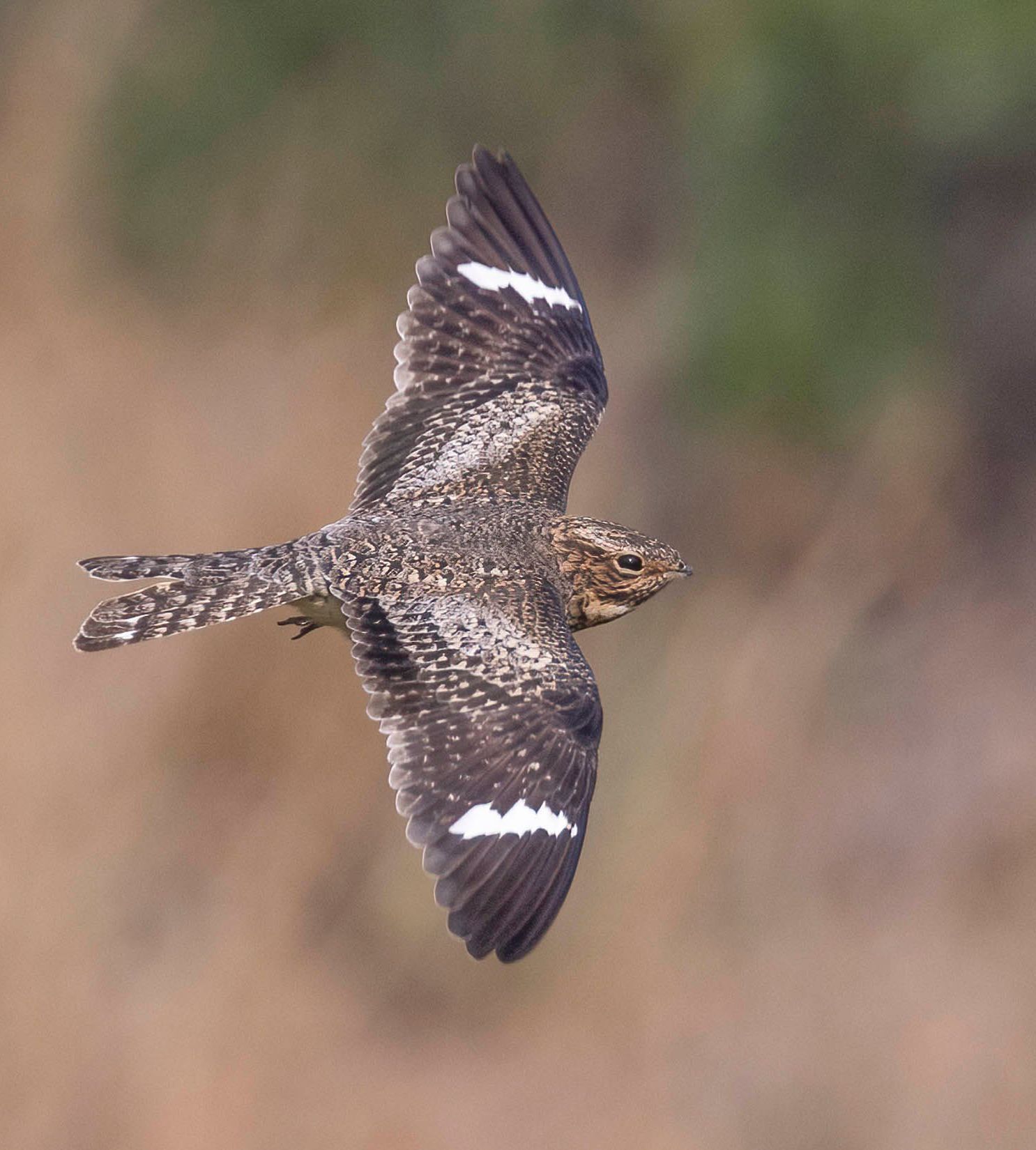 A bald eagle is flying in the sky with a fish in its beak
