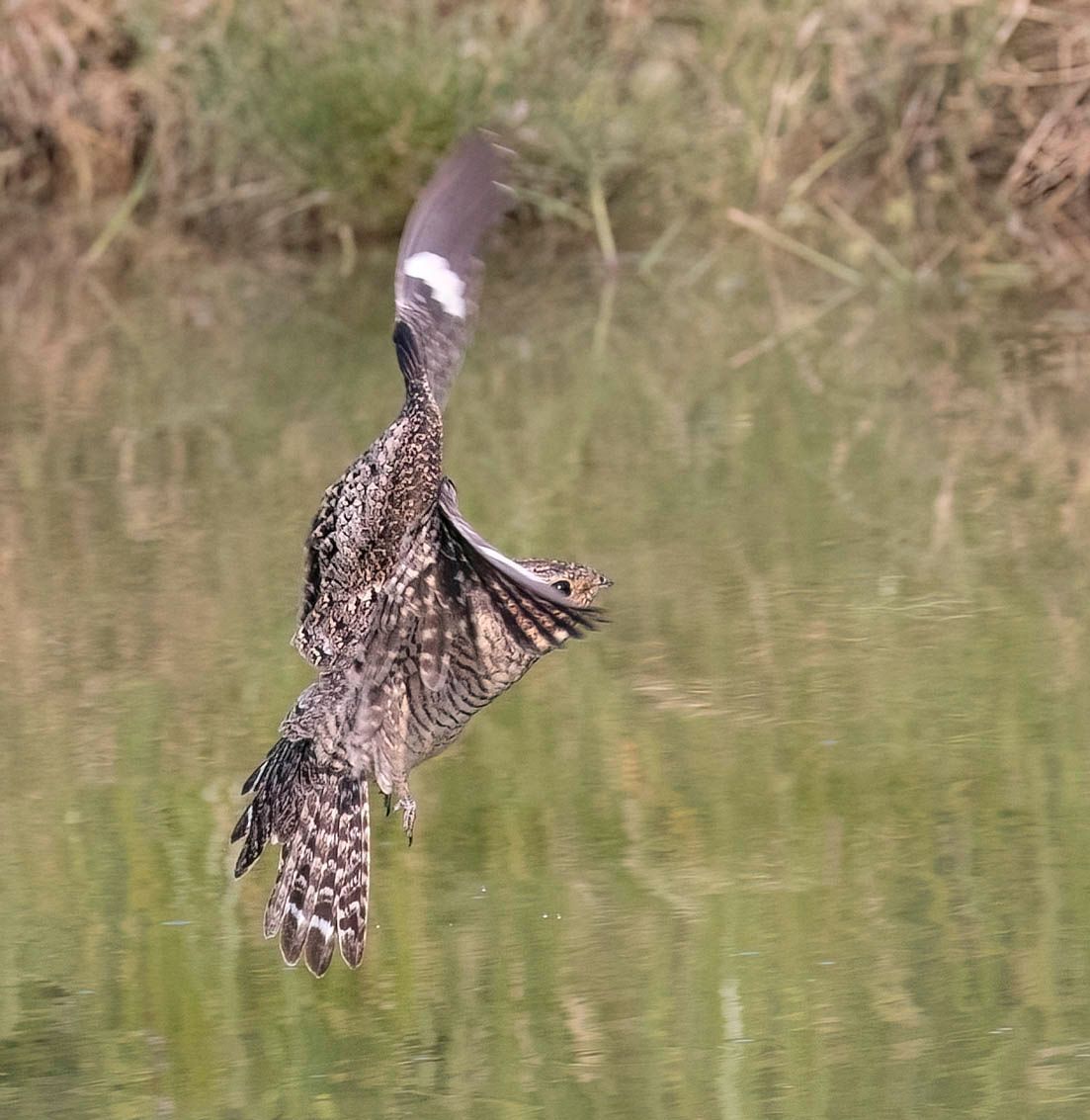 A bird is flying over a body of water.