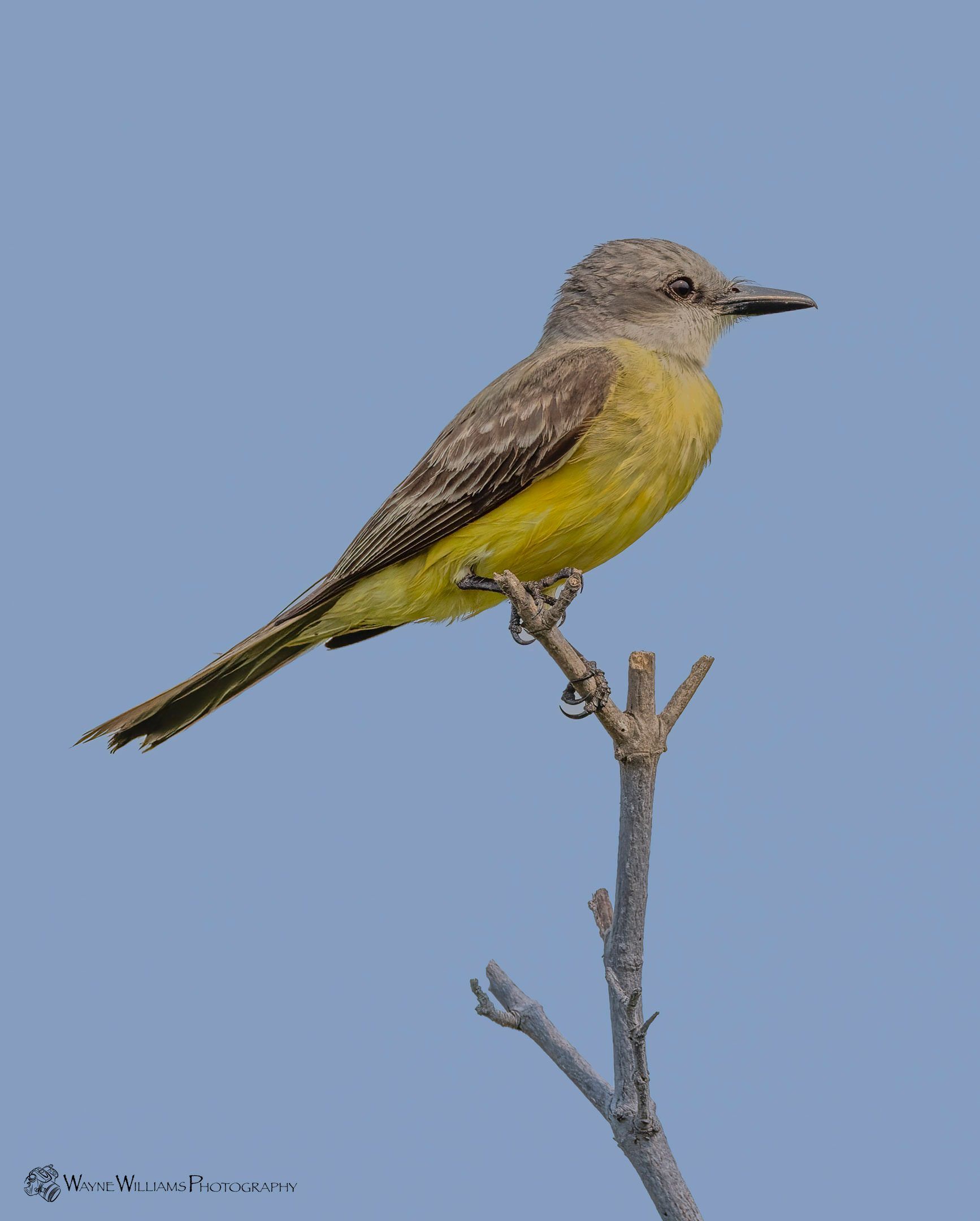 A small yellow bird perched on a tree branch