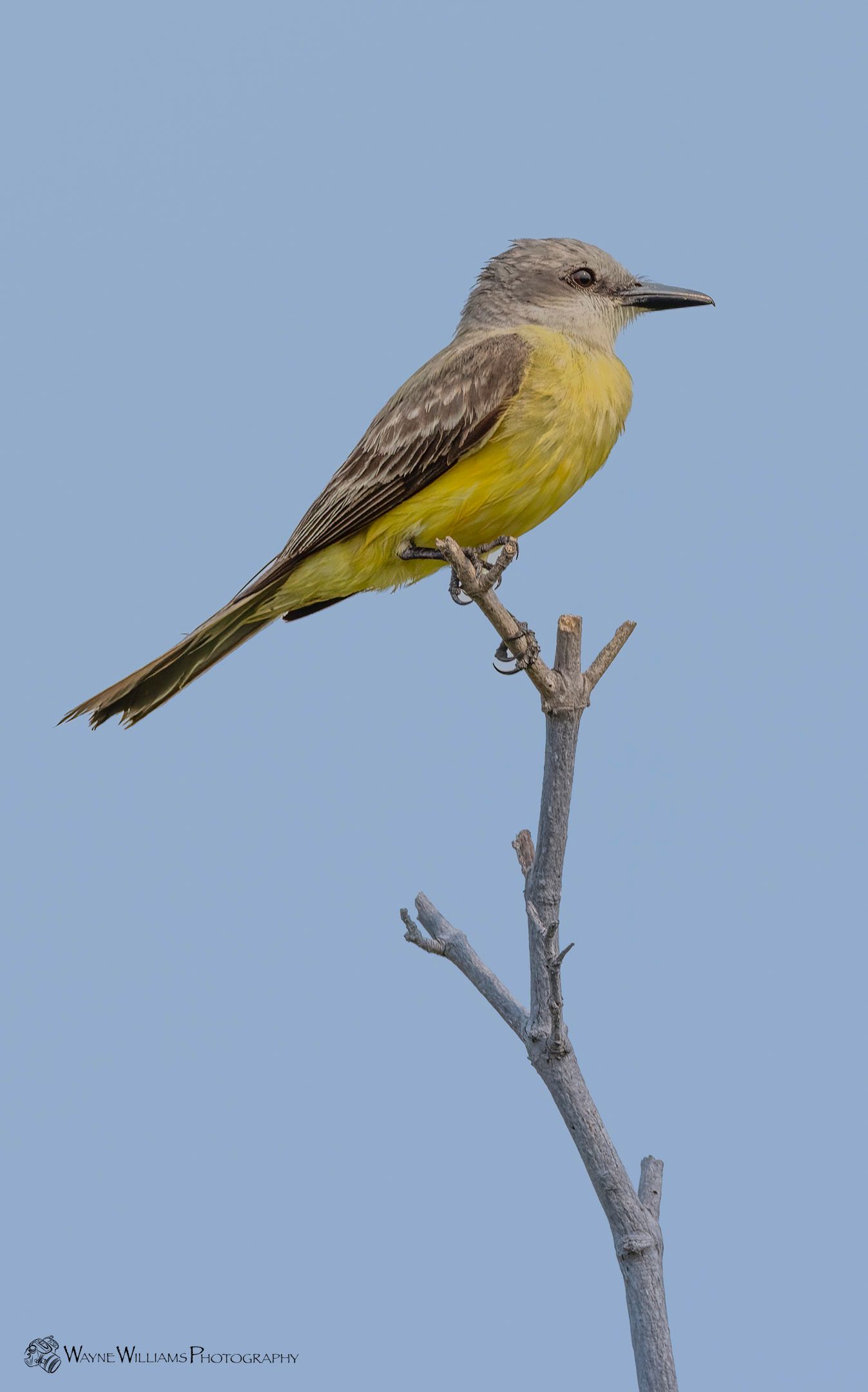 A small yellow bird perched on a tree branch