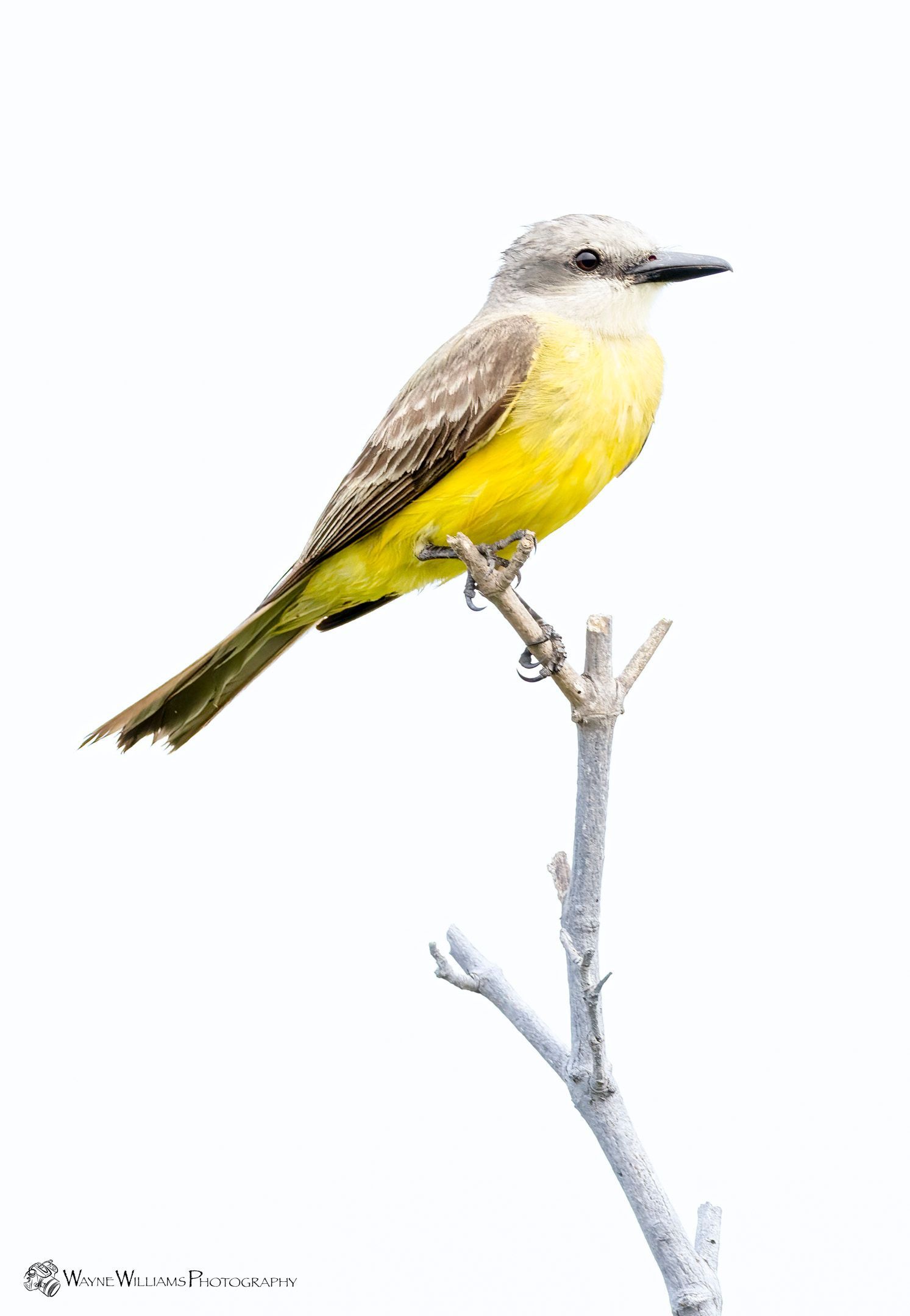 A small yellow bird perched on a tree branch.