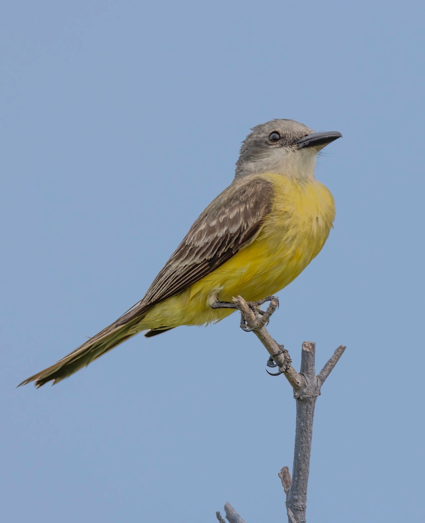 A black and white bird perched on a rock