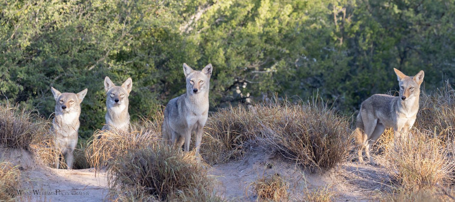 A group of coyotes standing next to each other in a field.