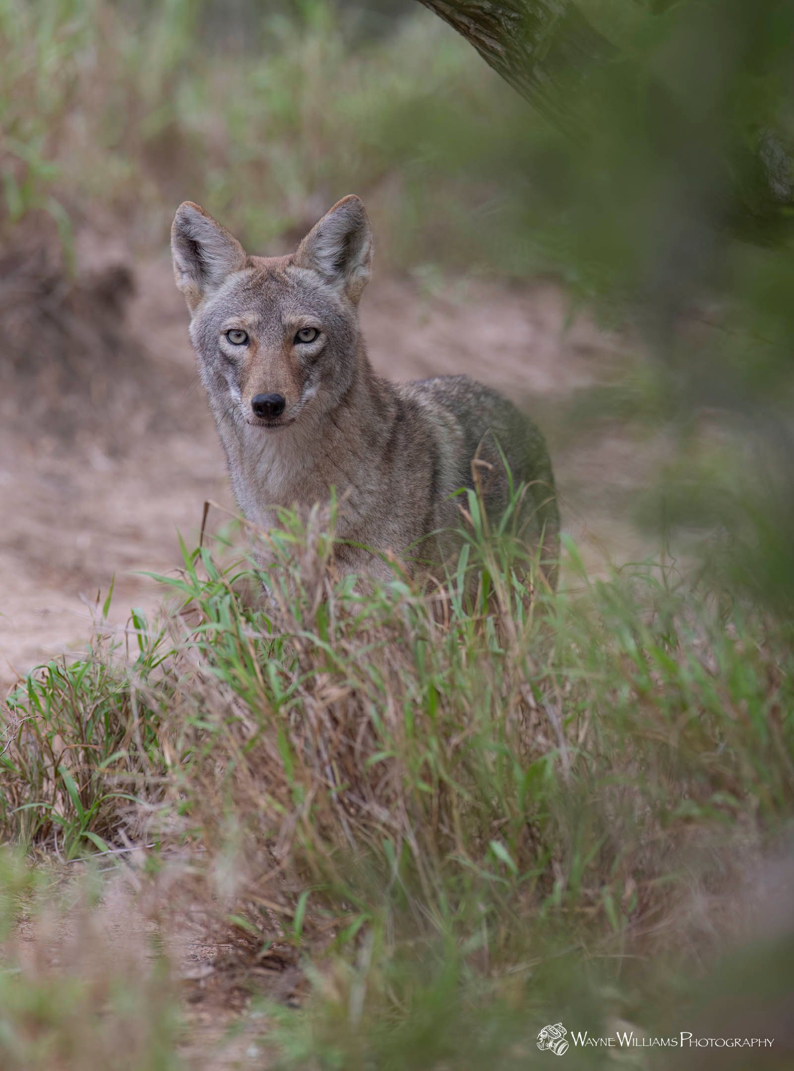 A coyote is standing in the grass looking at the camera.