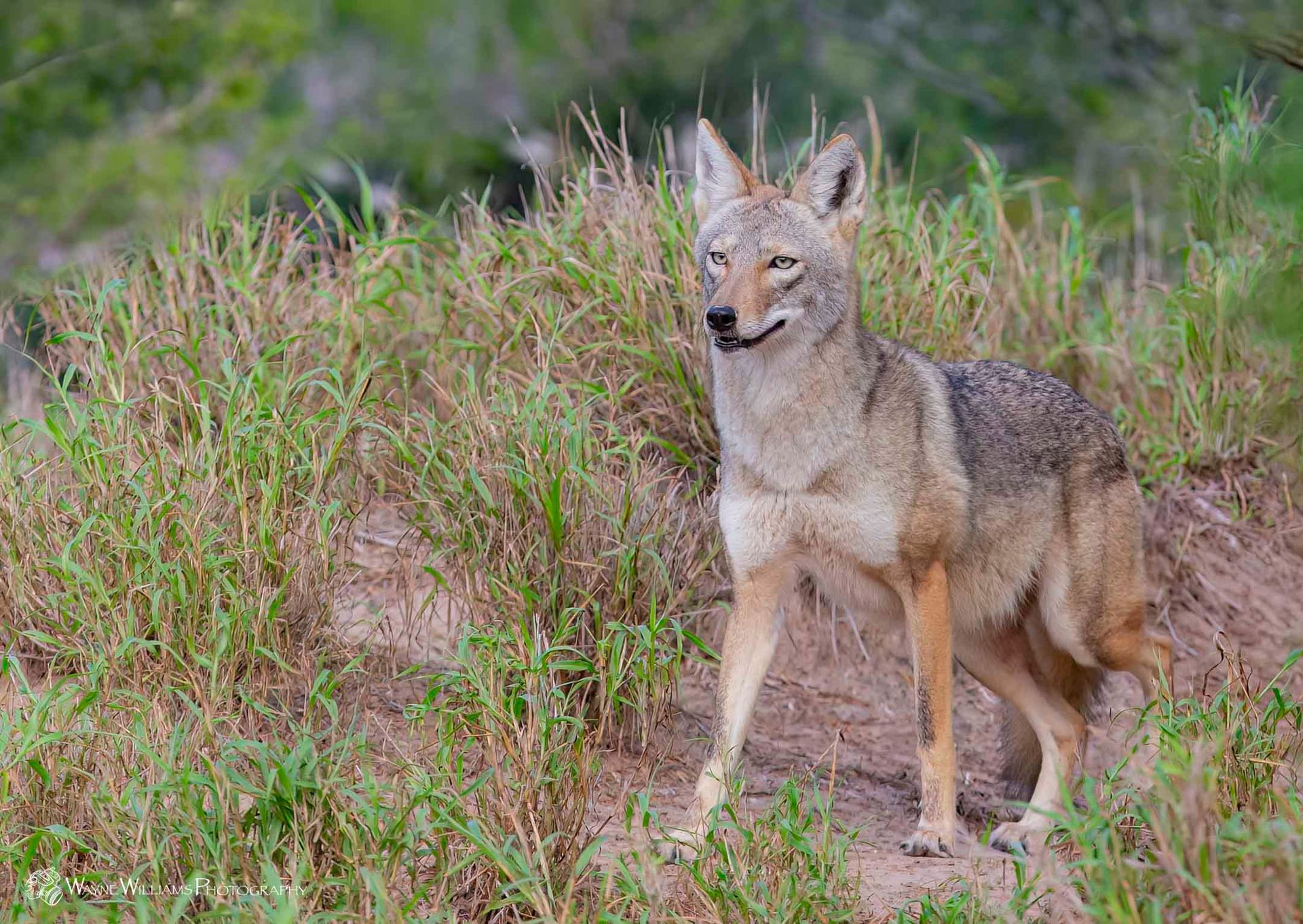 A coyote is standing in the grass in a field.