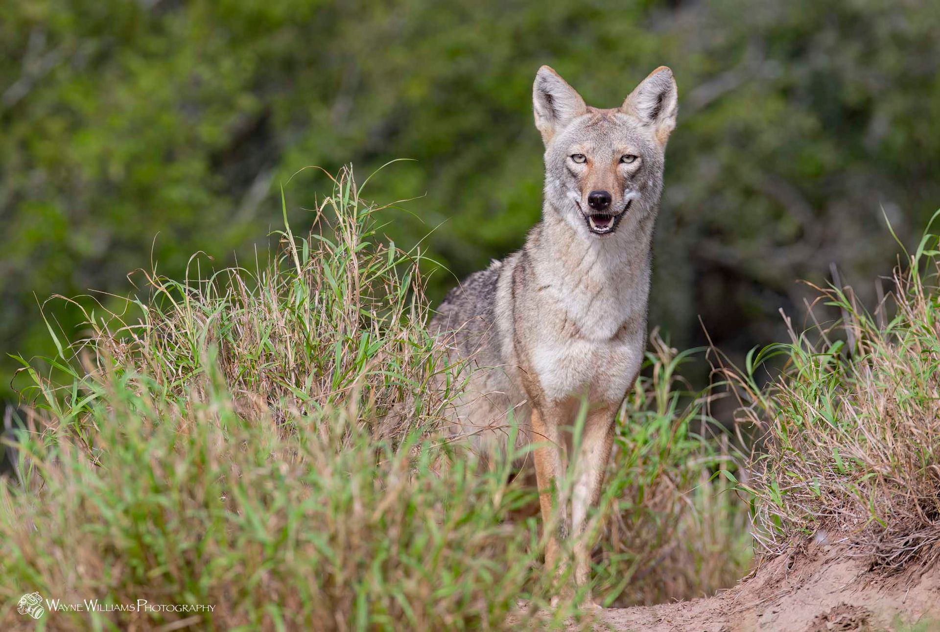 A coyote is standing in the grass looking at the camera.