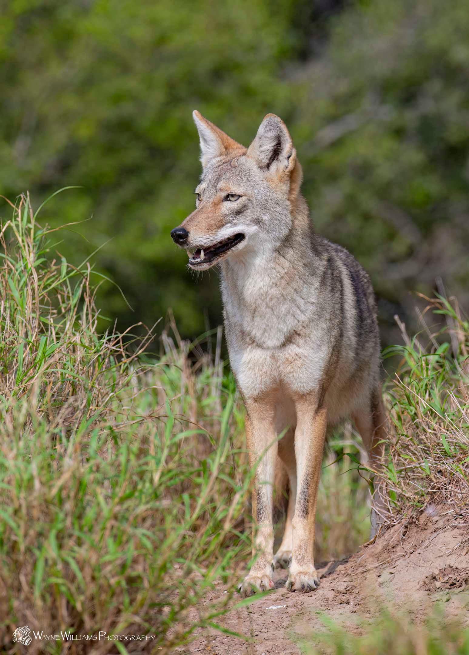A coyote is standing in the grass on top of a dirt hill.