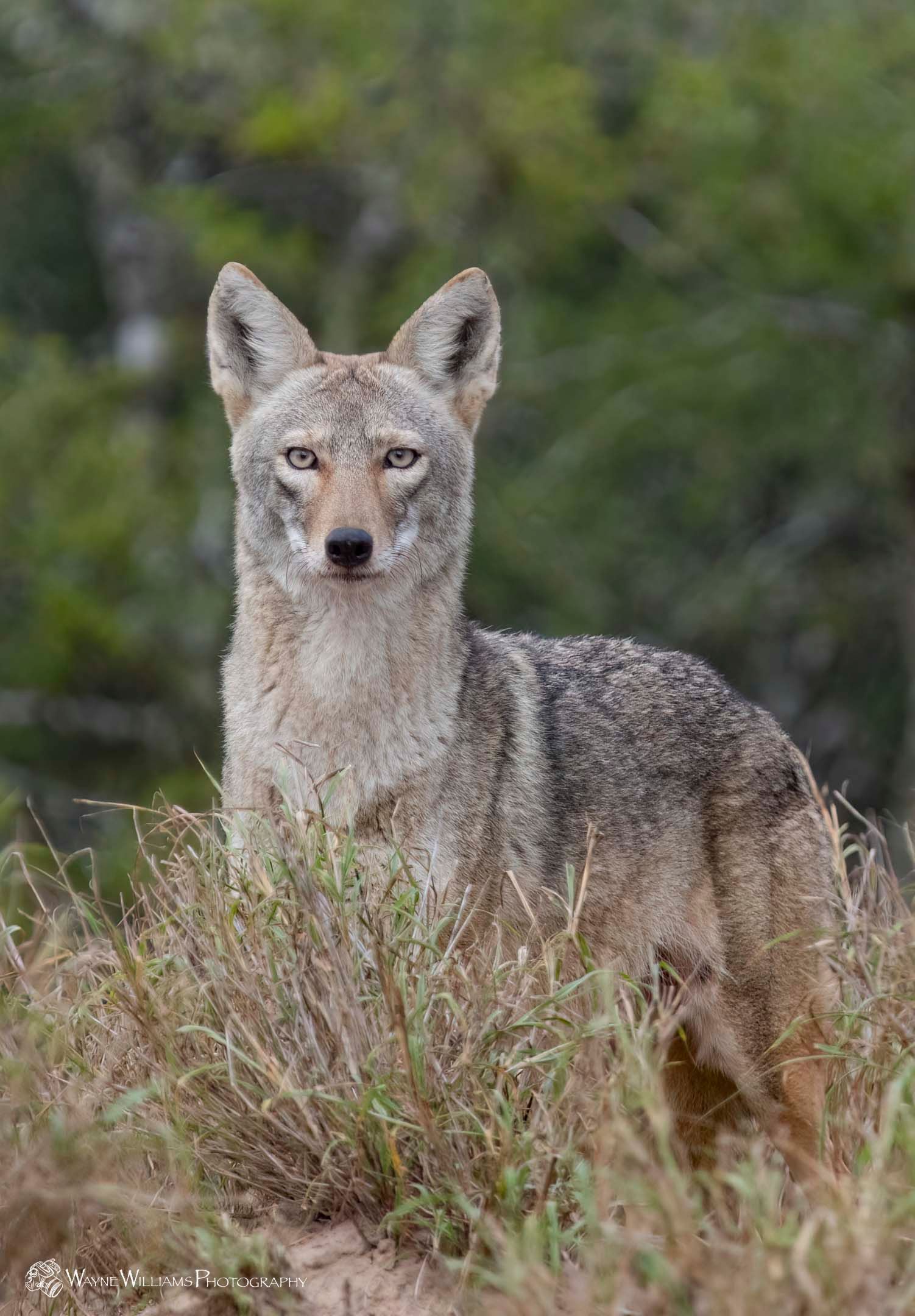 A coyote is standing in a field of tall grass looking at the camera.