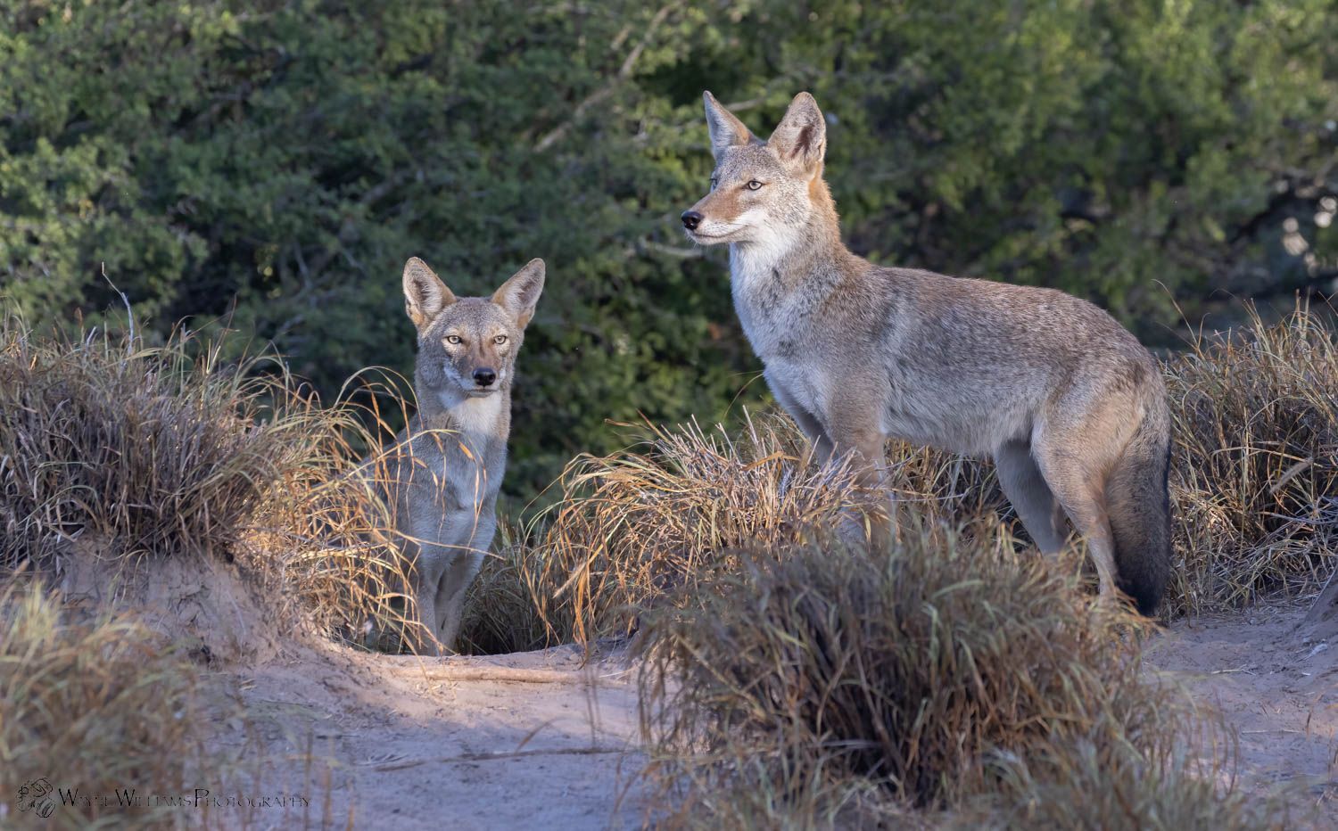 Two coyotes are standing next to each other in the grass.