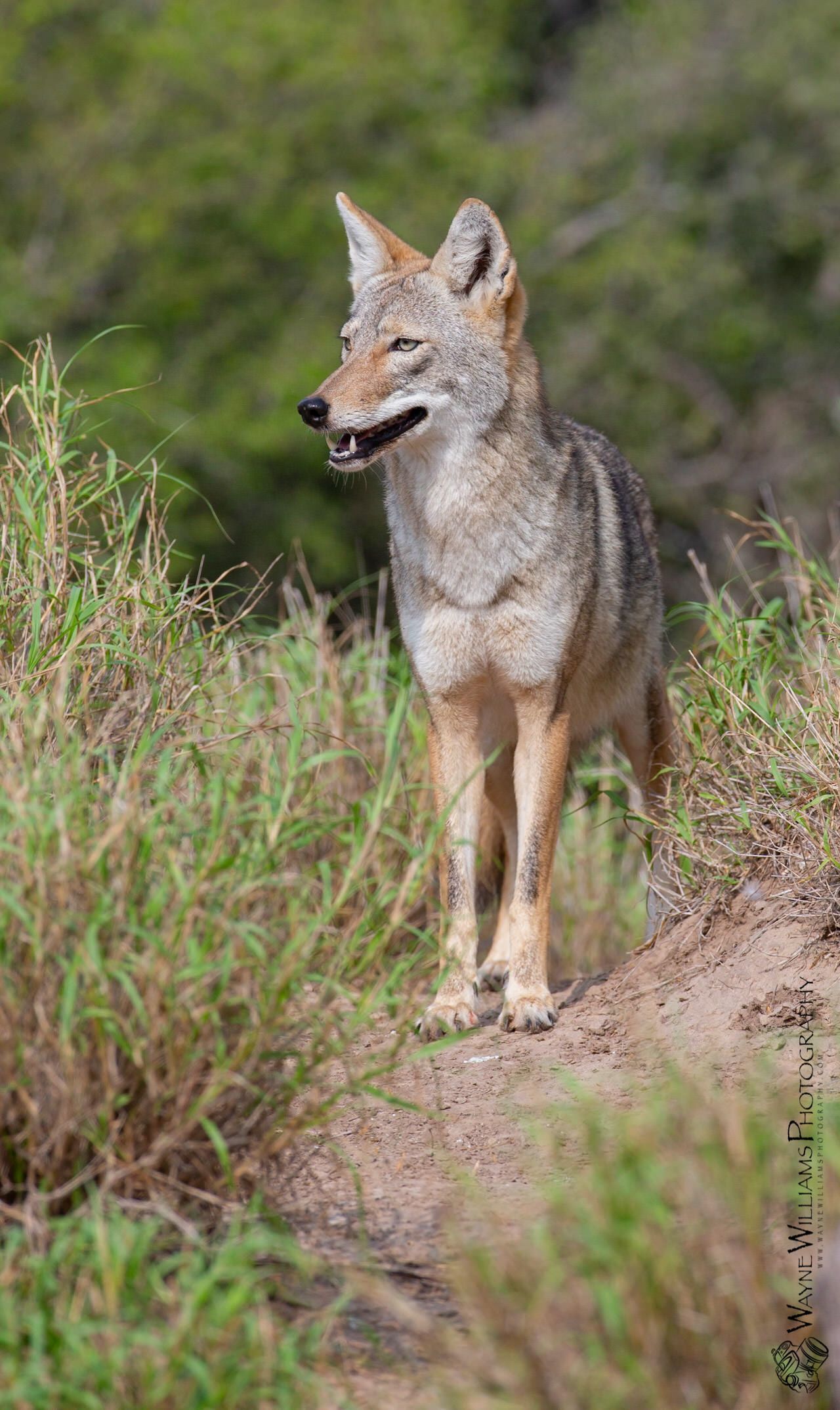 A coyote is standing on top of a dirt hill in a field.