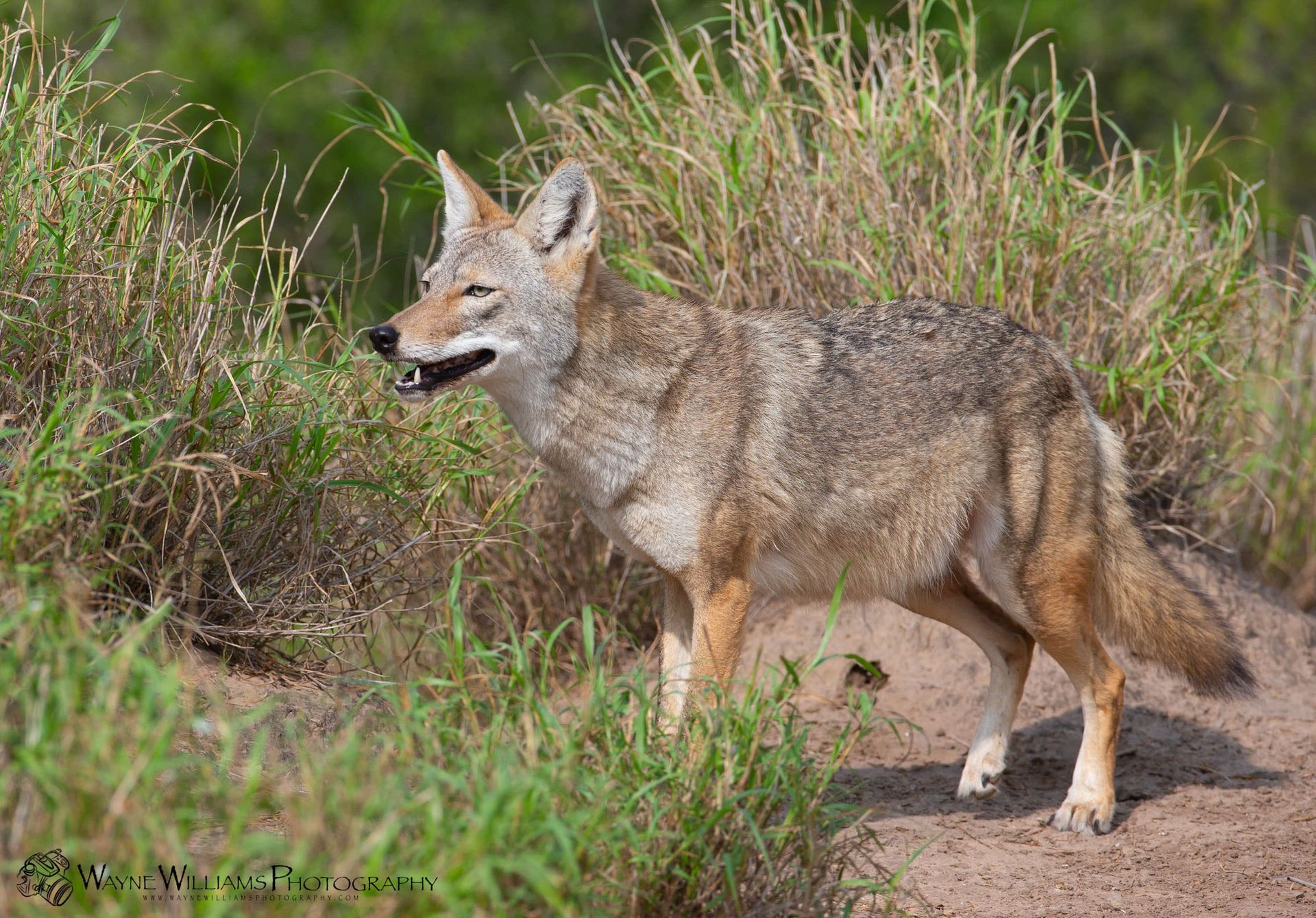 A coyote is standing in the grass with its mouth open.