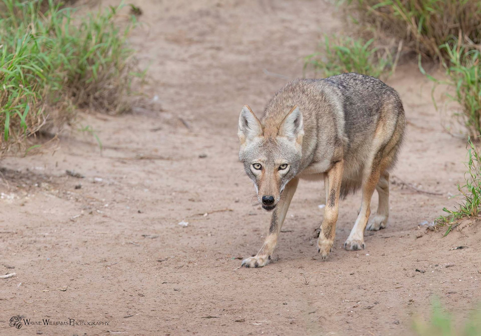 A coyote is walking down a dirt road.