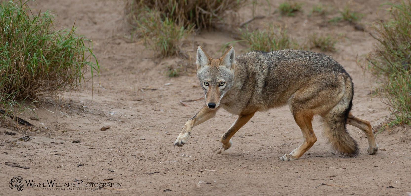 A coyote is running across a dirt field.