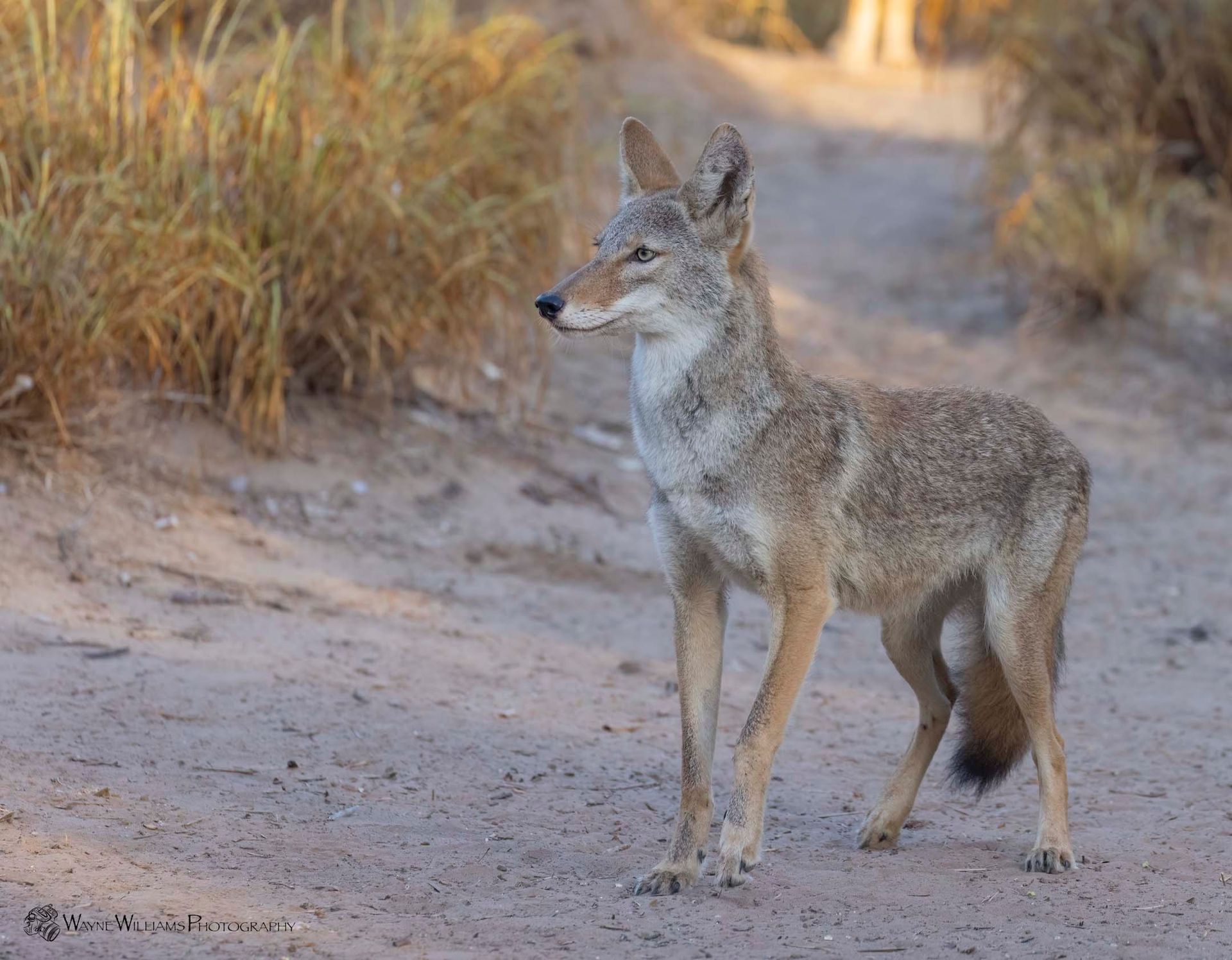 A coyote is standing on a dirt road looking at the camera.