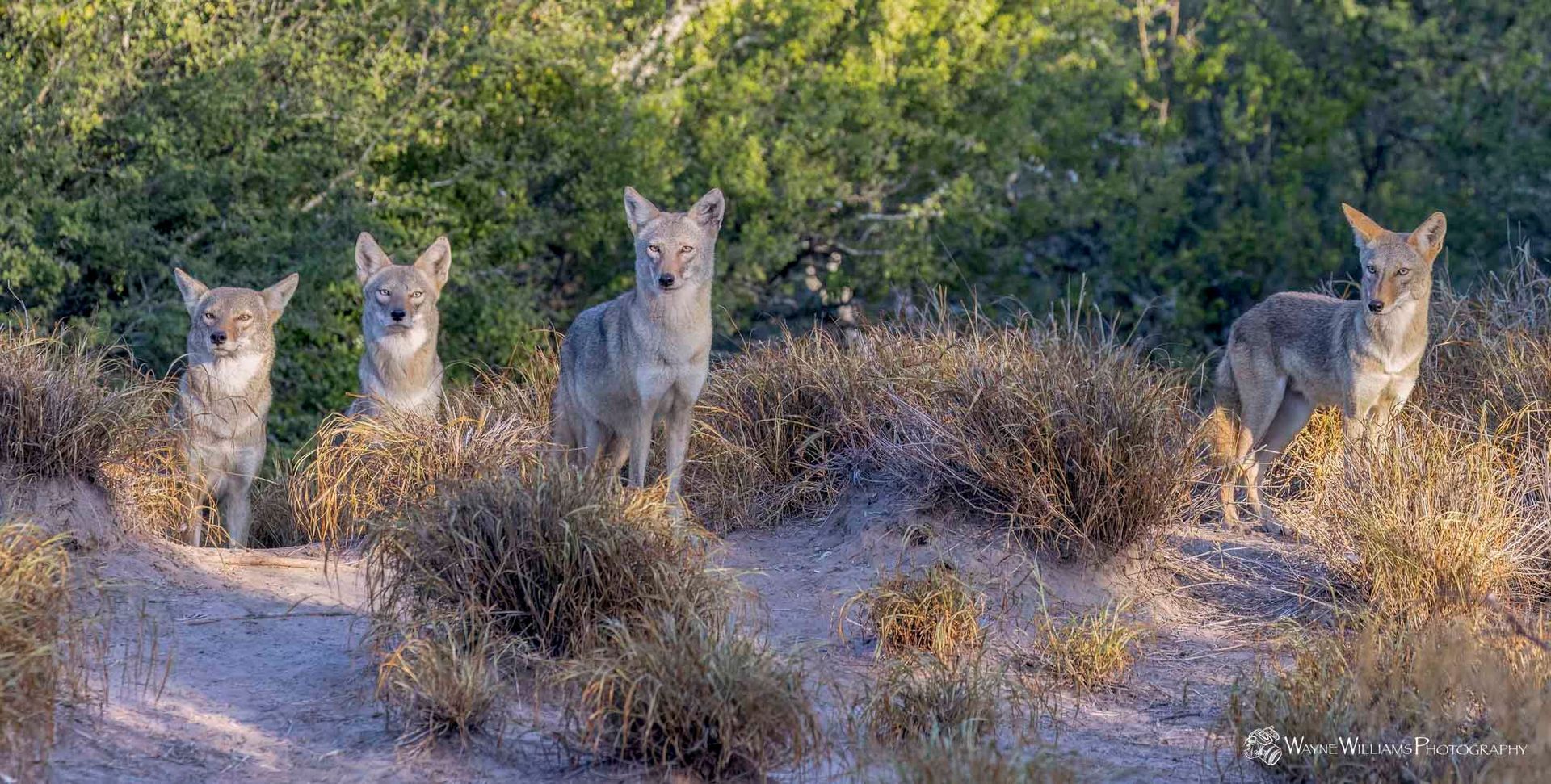 A group of coyotes standing next to each other in a field.