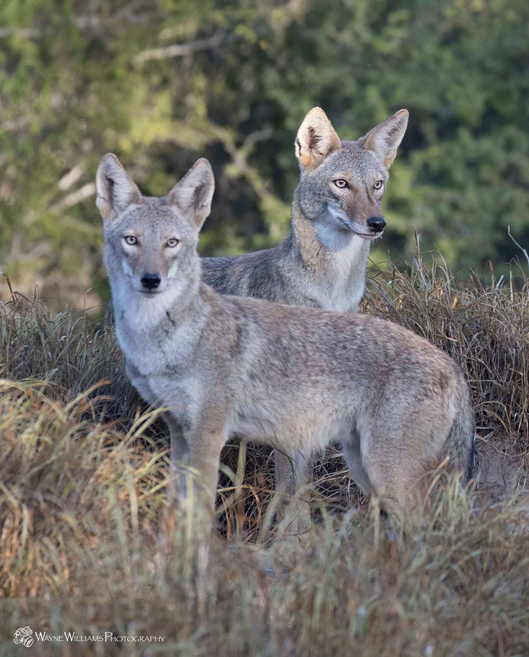 Two coyotes are standing next to each other in a field of tall grass.