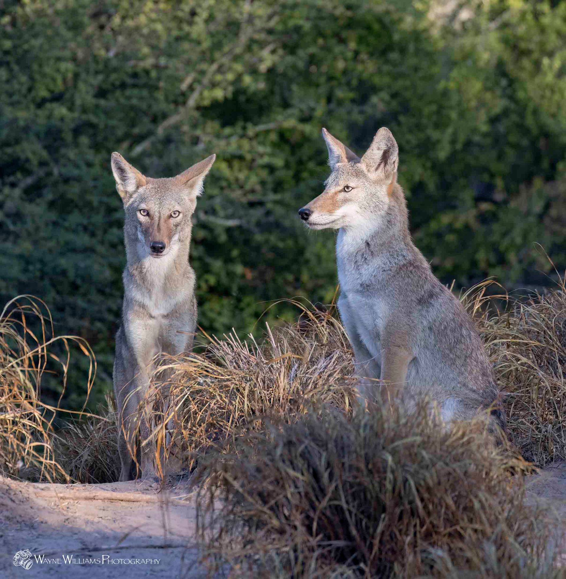 Two coyotes are standing next to each other in the grass.
