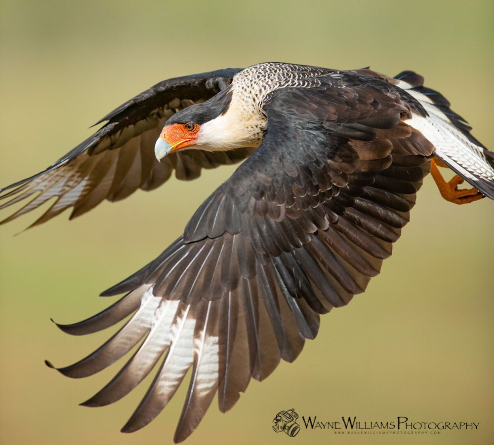 A bird is flying with its wings outstretched by wayne williams photography