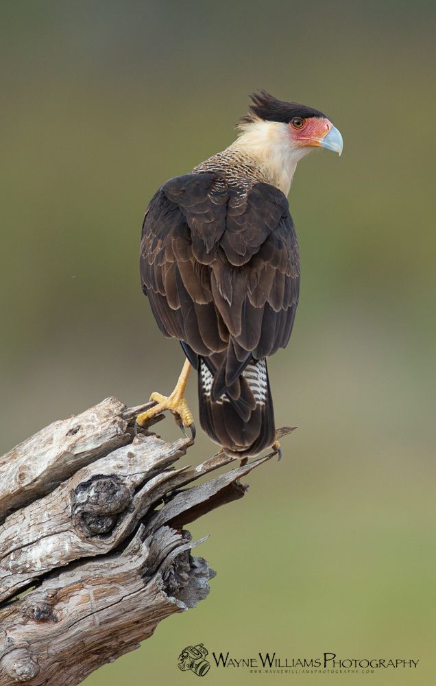 A bird perched on top of a tree branch.