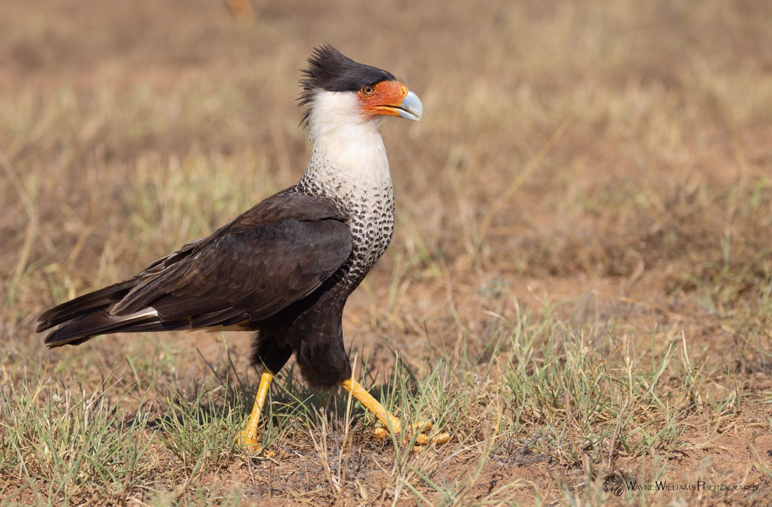 A black and white bird with a red beak is standing in the grass.