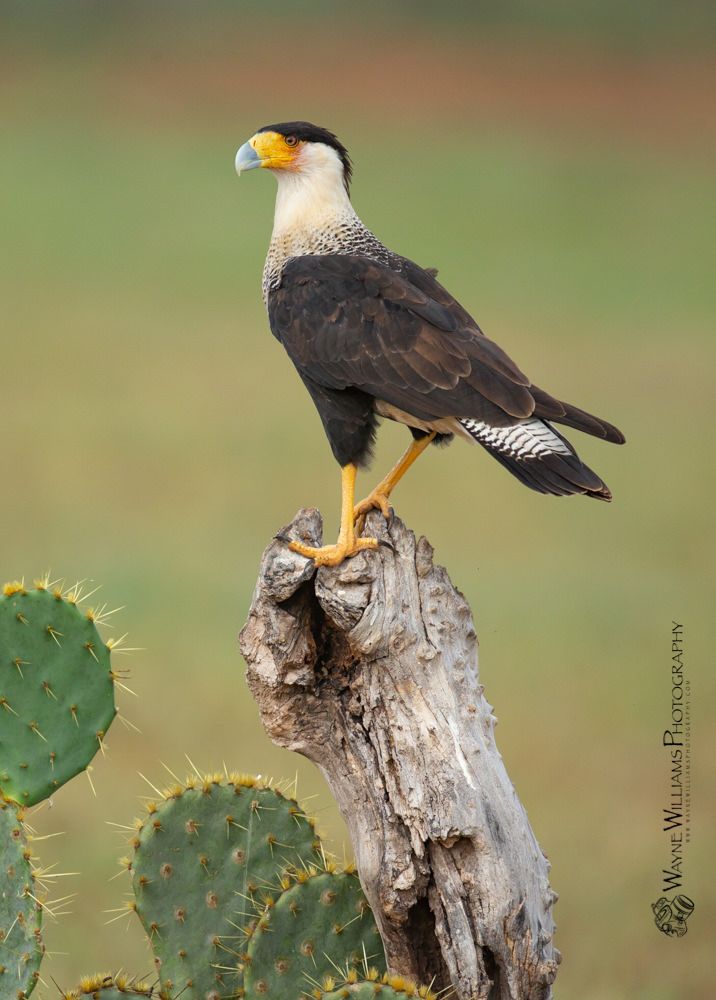 A bird perched on top of a tree stump next to a cactus.