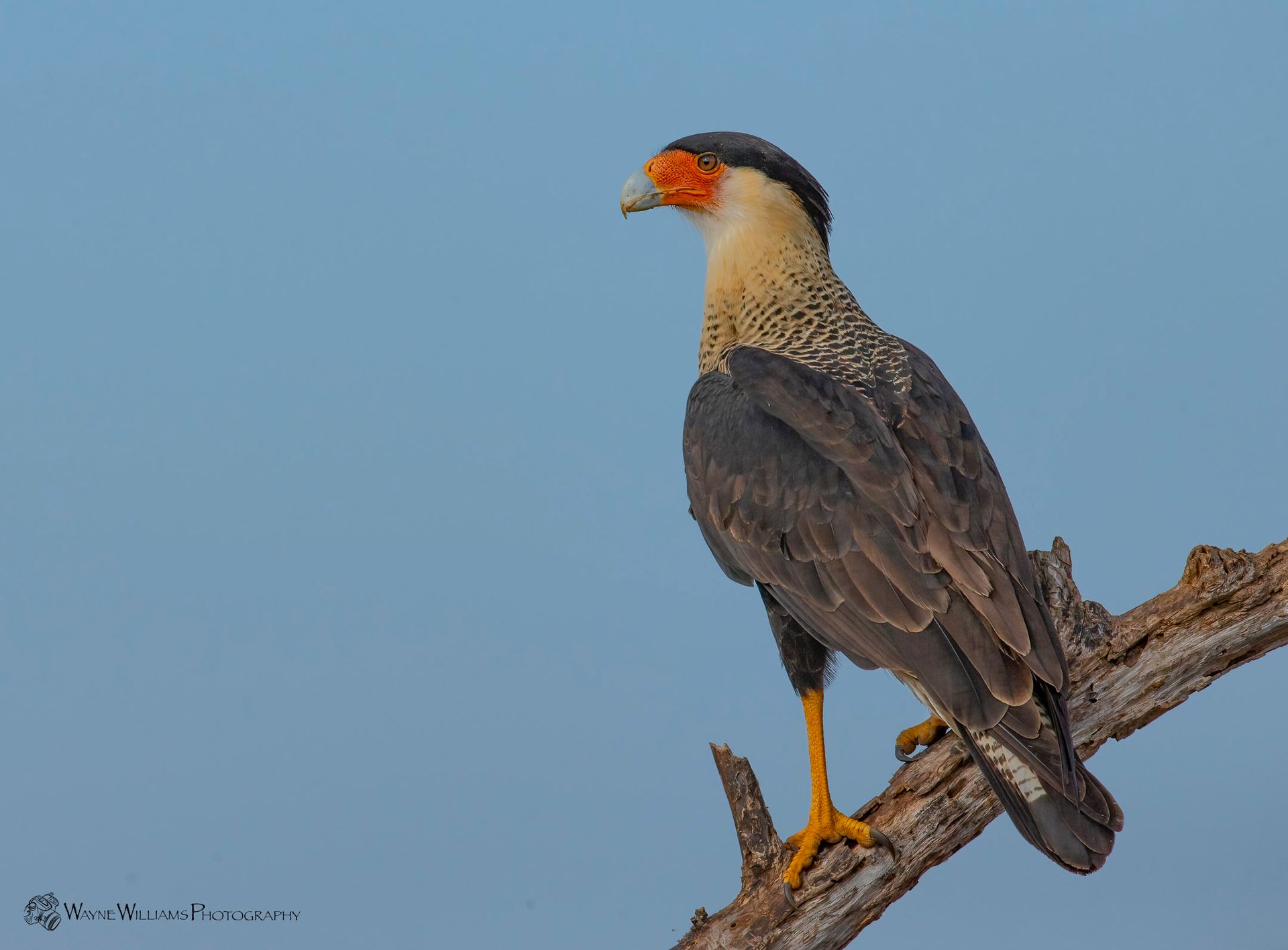 A bird perched on a tree branch with a blue sky in the background.