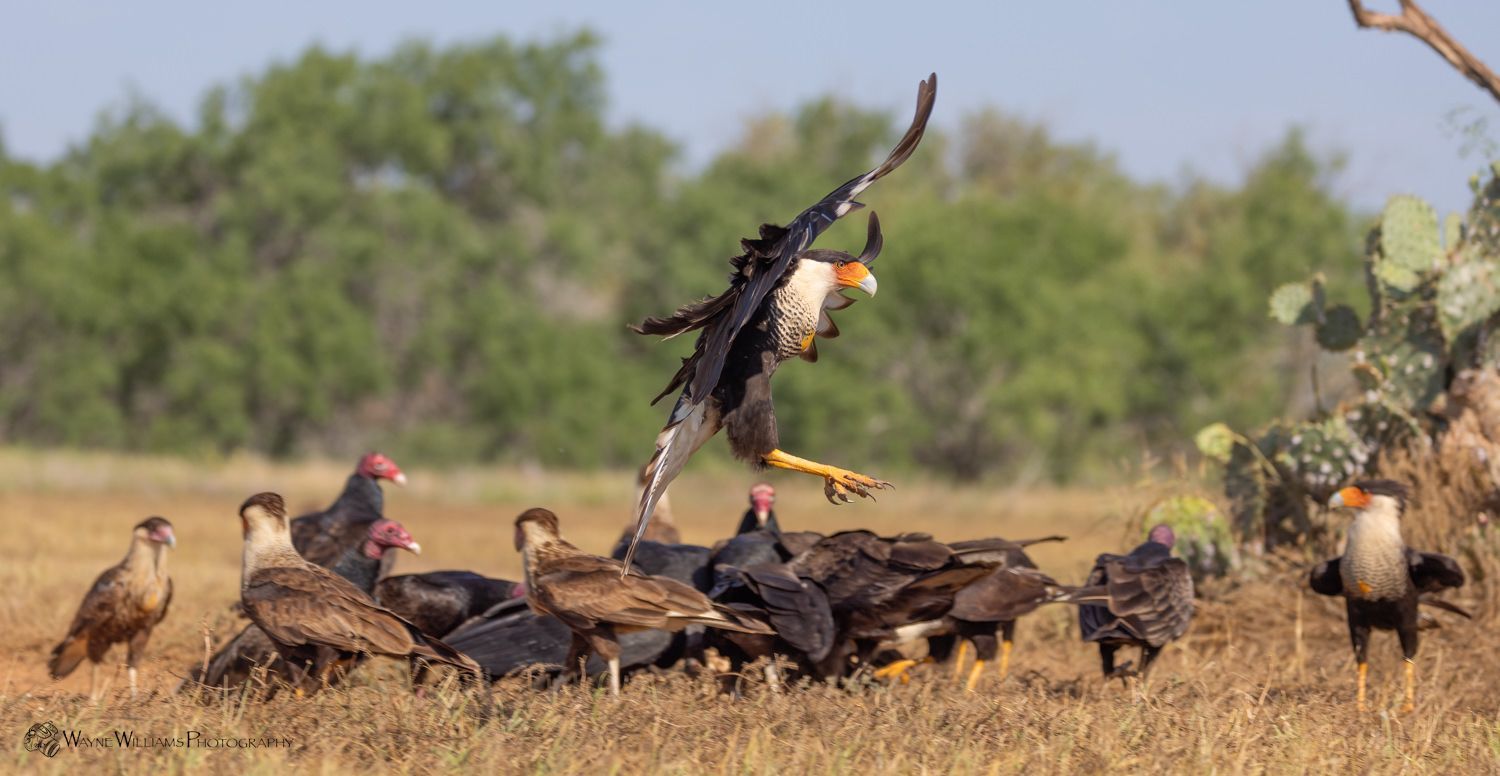 A bird is flying over a pile of vultures in a field.