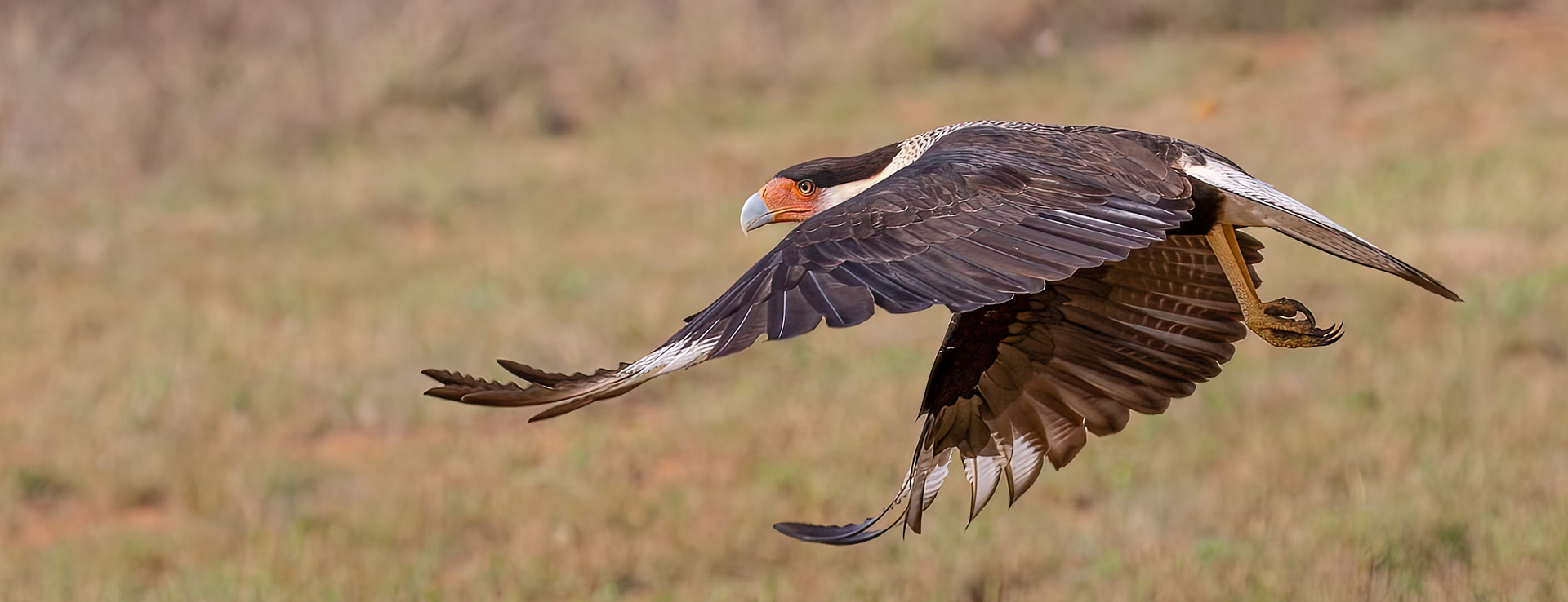 A bird is flying over a grassy field.