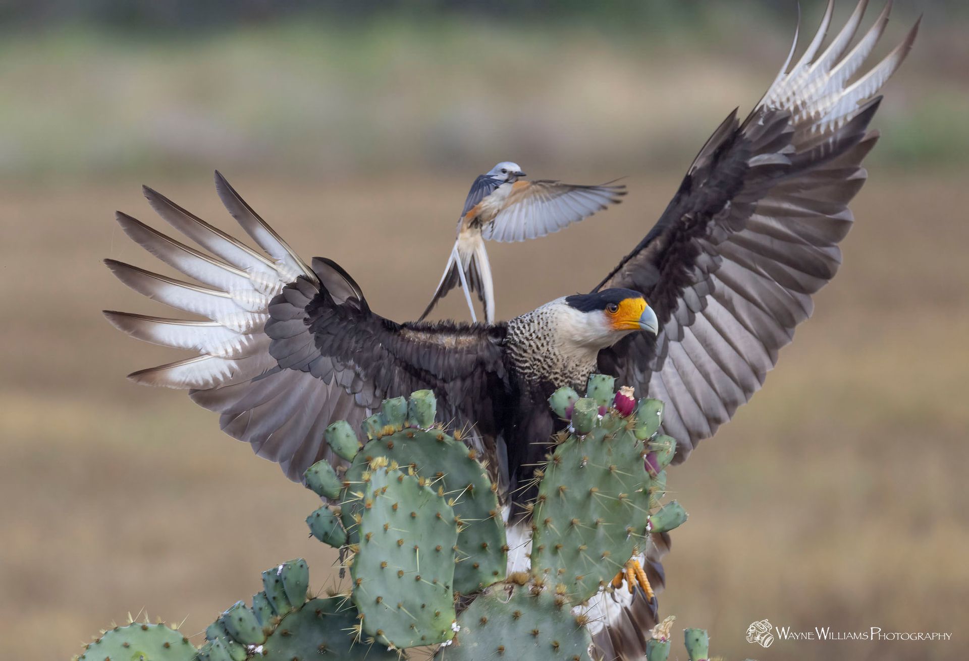 A bird is sitting on top of a cactus with its wings spread.
