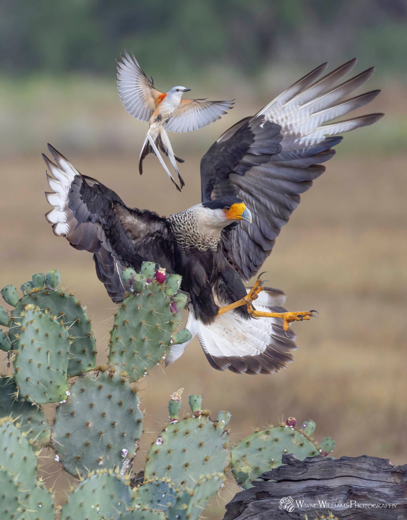 Two birds are fighting over a cactus.