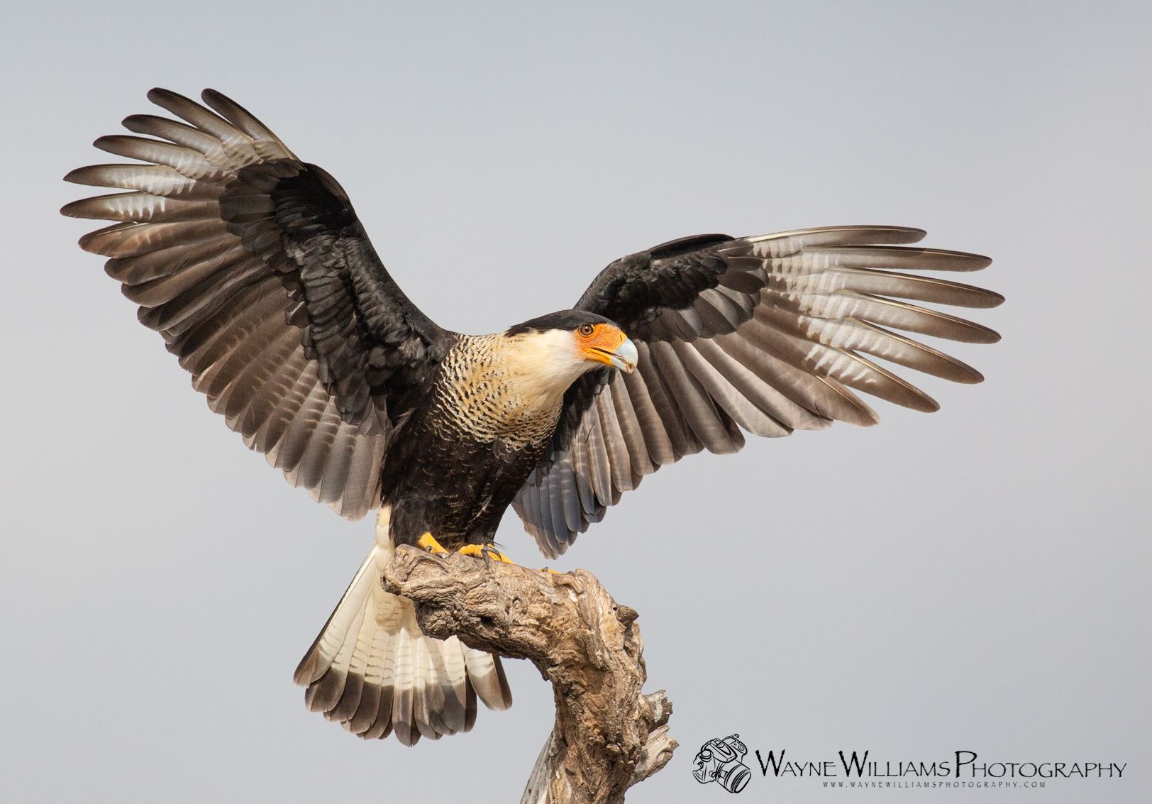 A bird is sitting on a tree branch with its wings spread.