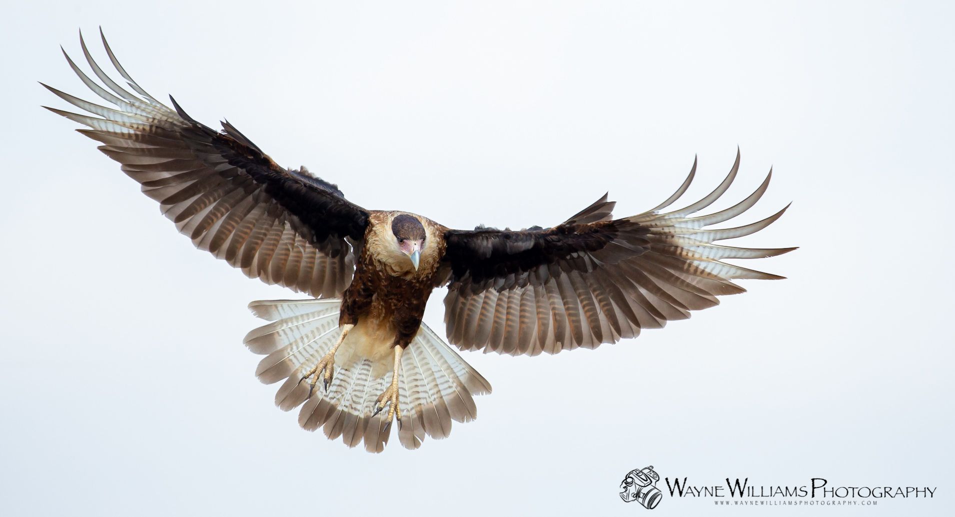 A bird is flying in the sky with its wings spread.