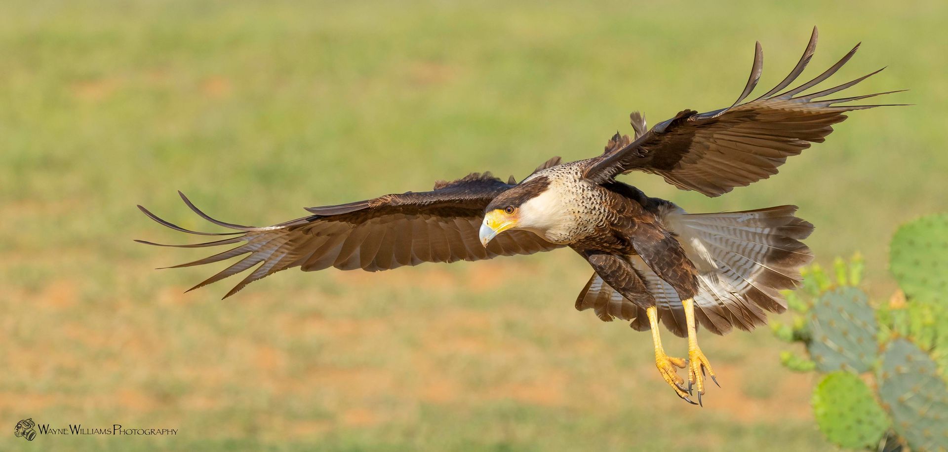 A bird is flying over a field with its wings spread.