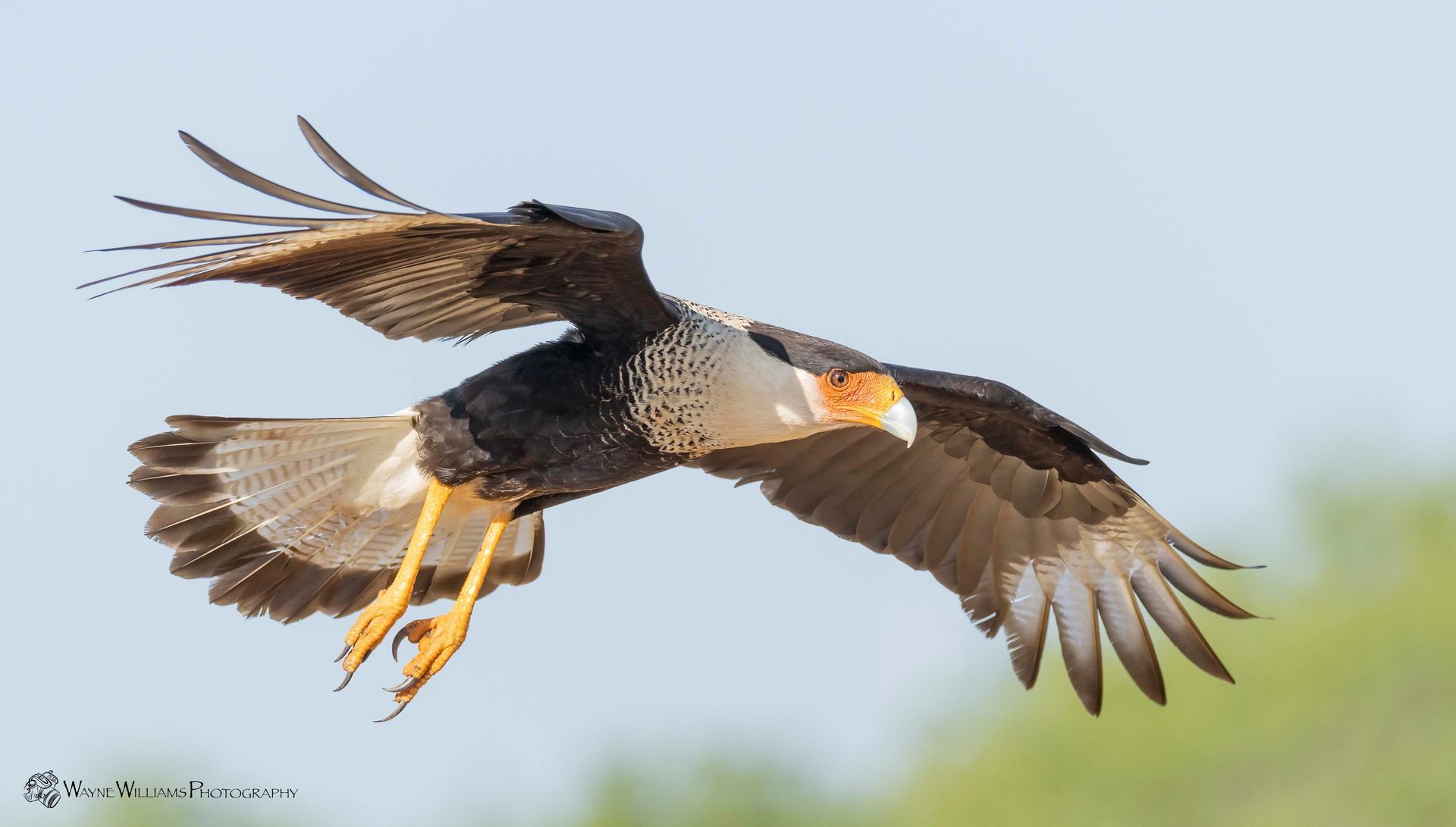 A bird is flying in the sky with its wings spread.