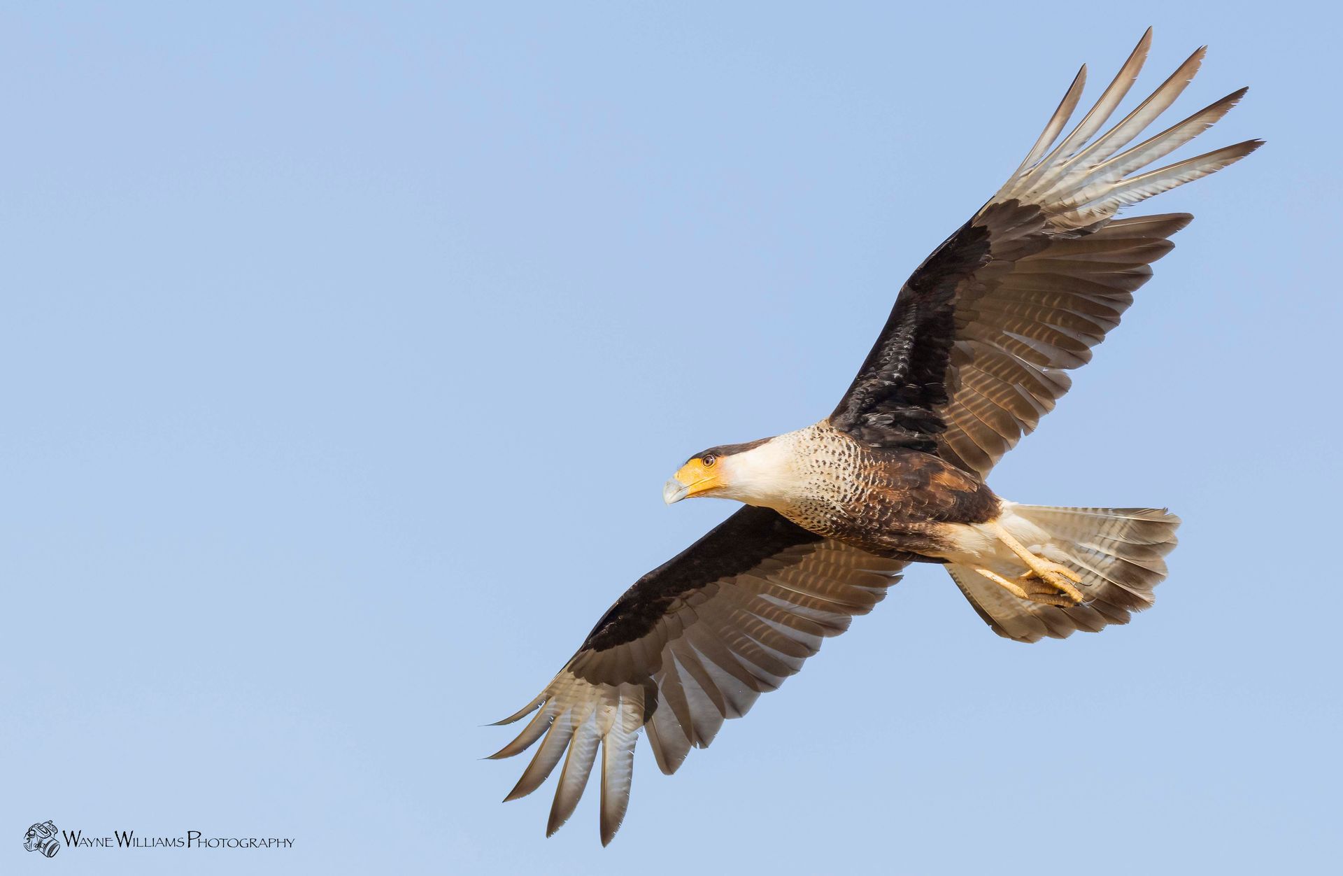 A bird is flying in the sky with its wings spread