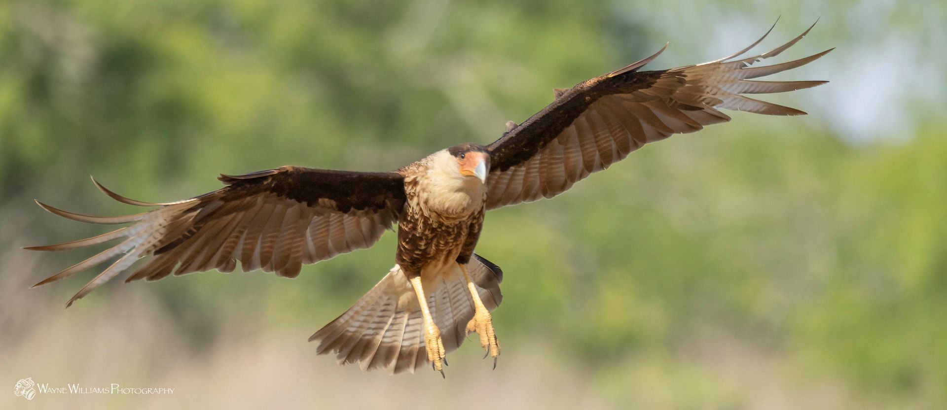 A bird is flying through the air with its wings spread.