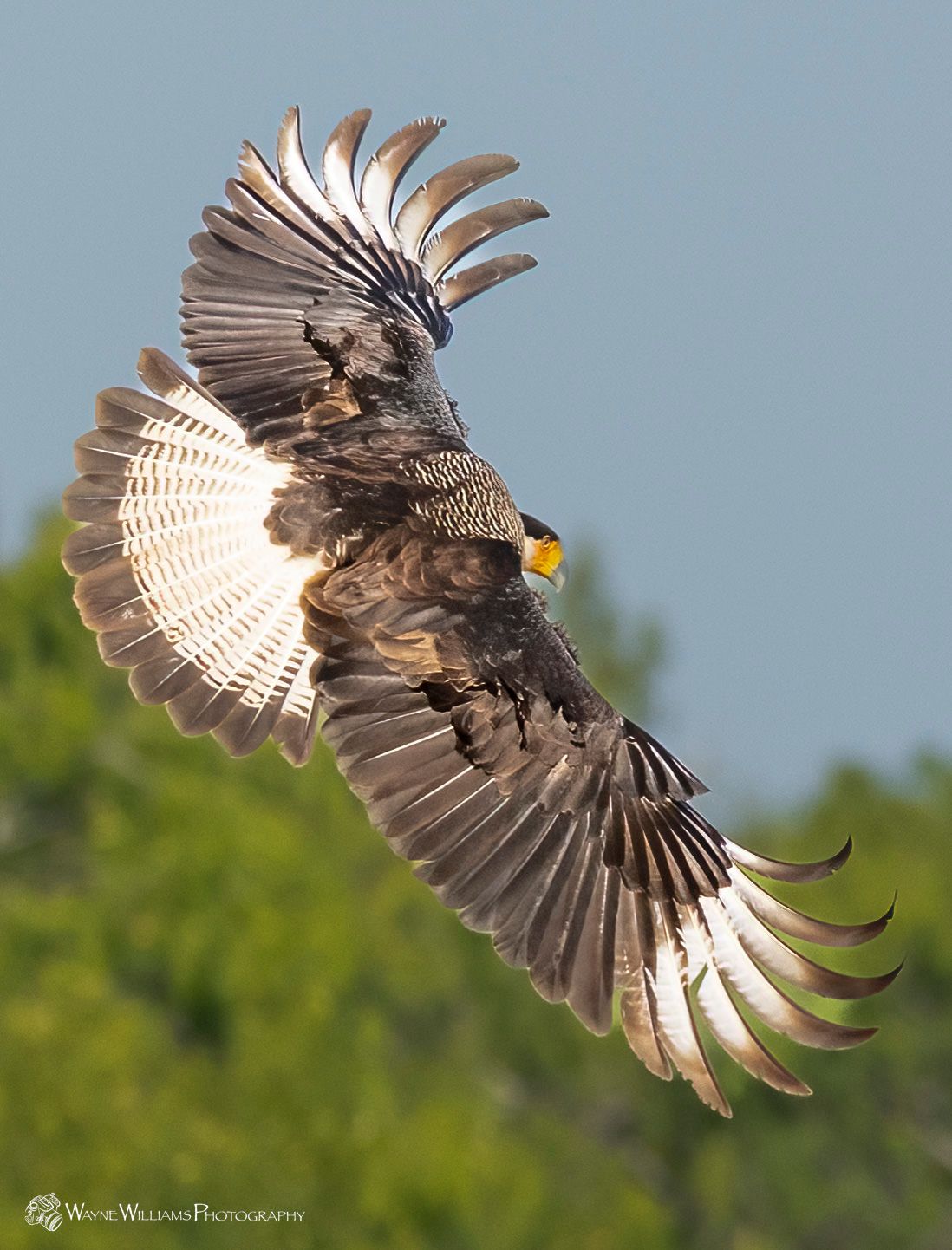 A bird is flying through the air with its wings spread.