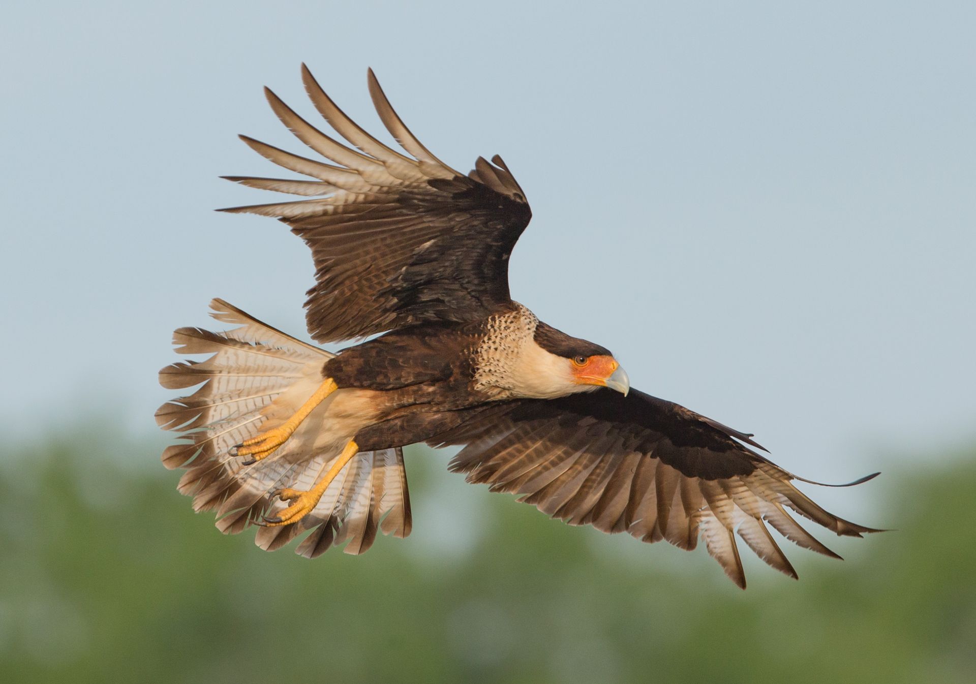 A bird is flying over the ocean with a fish in its beak.