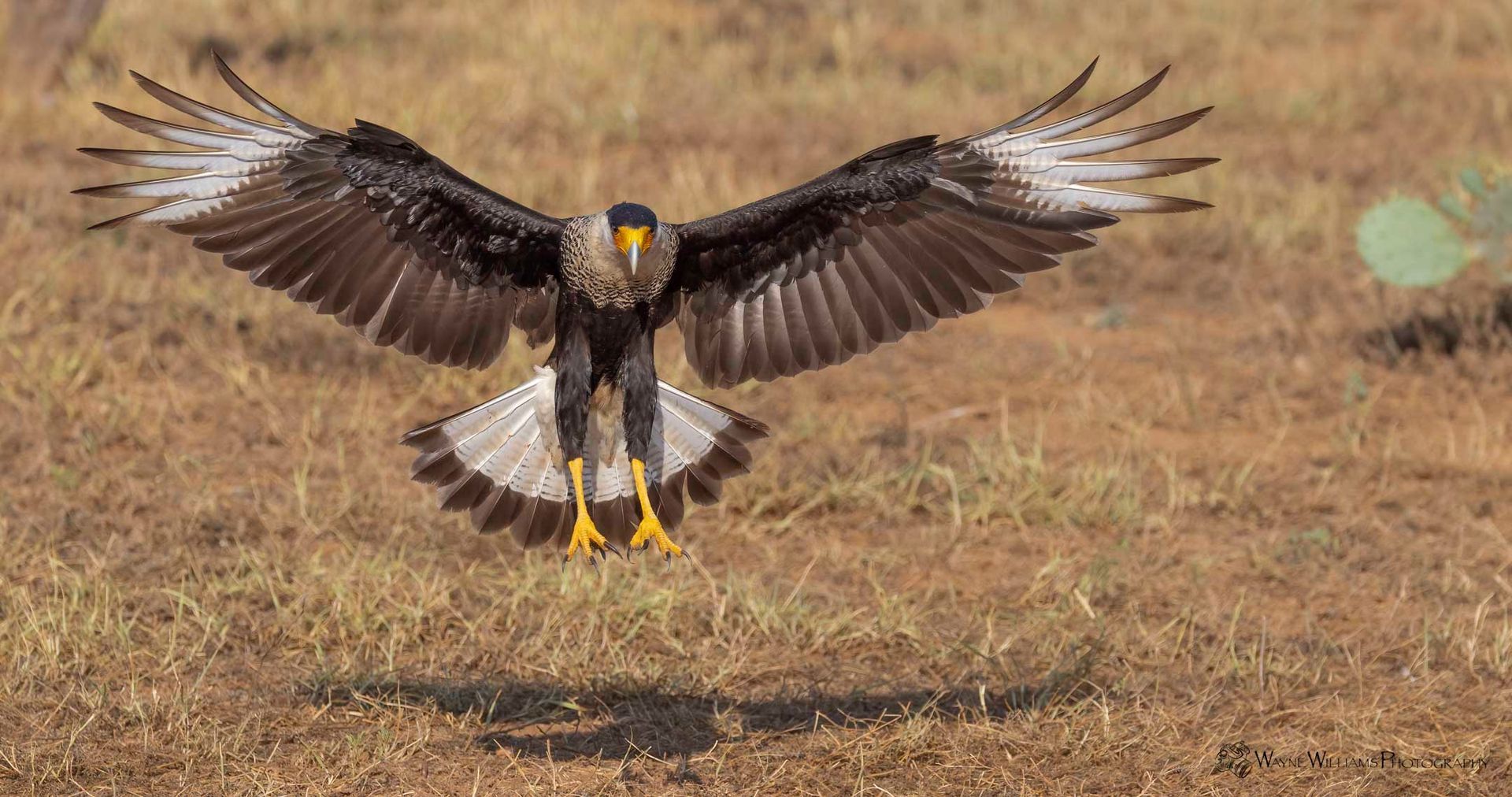 A bird is flying over a field with its wings spread.