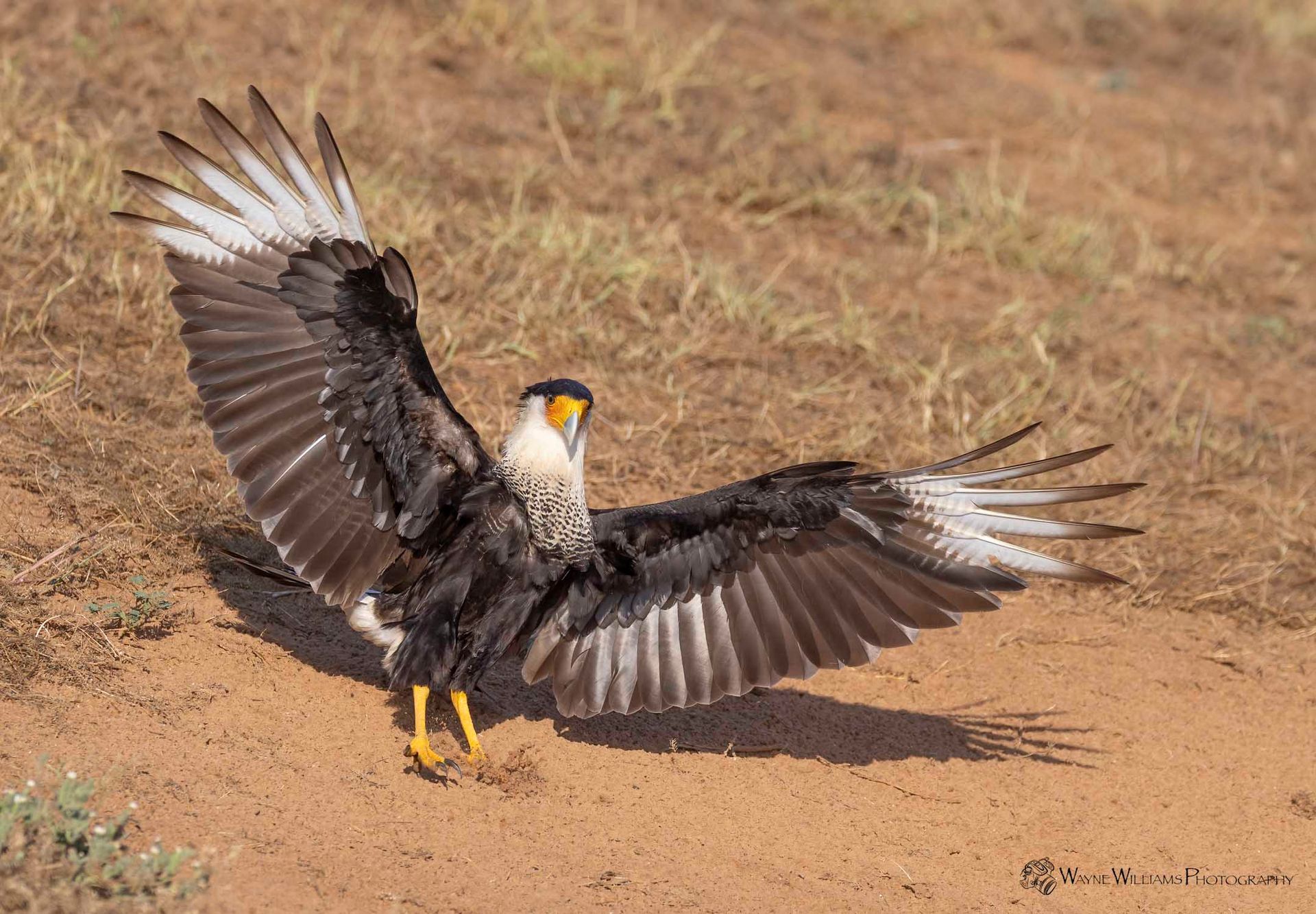 A black and white bird is standing on the ground with its wings spread.