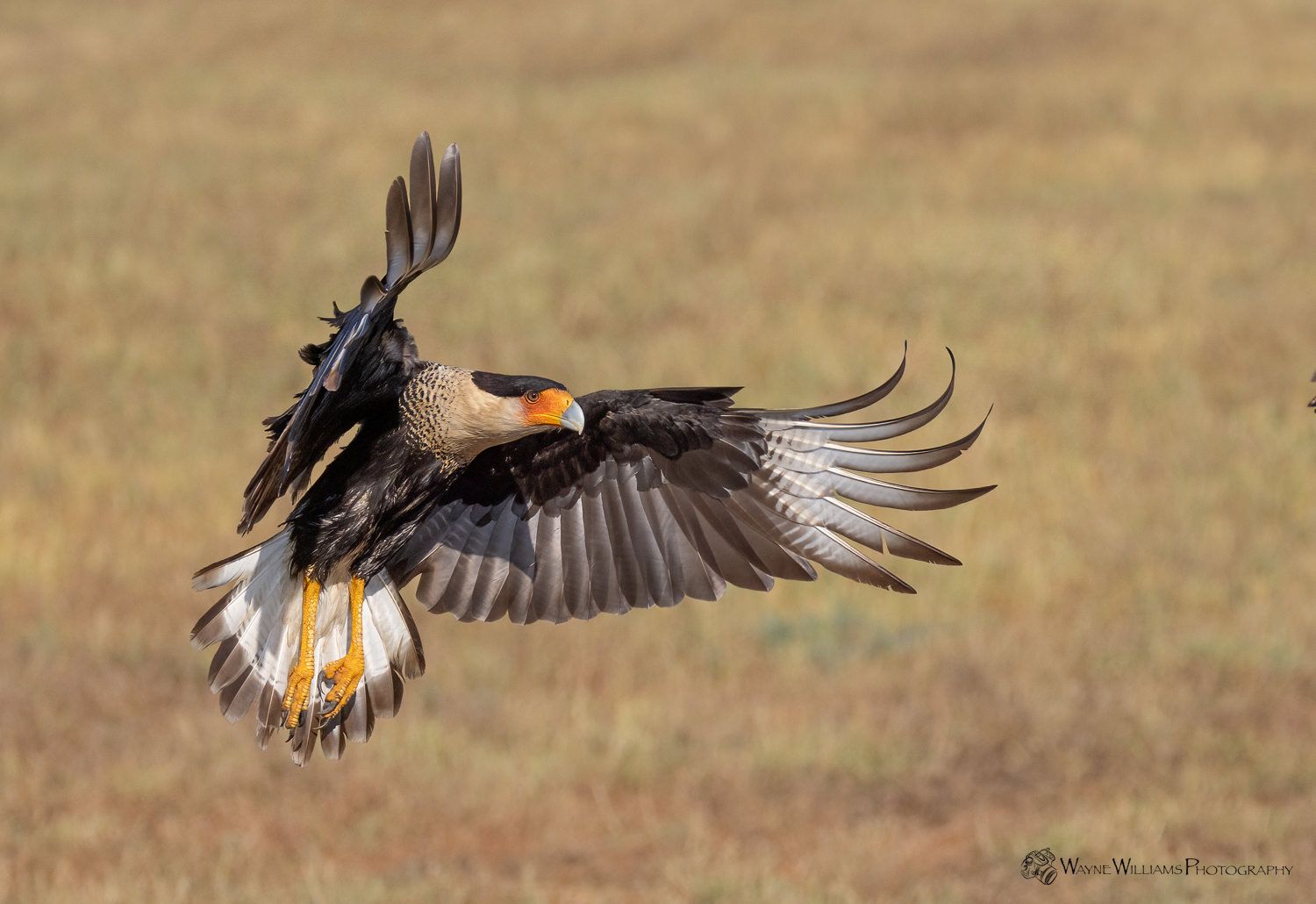 A bird is flying over a field with its wings outstretched.