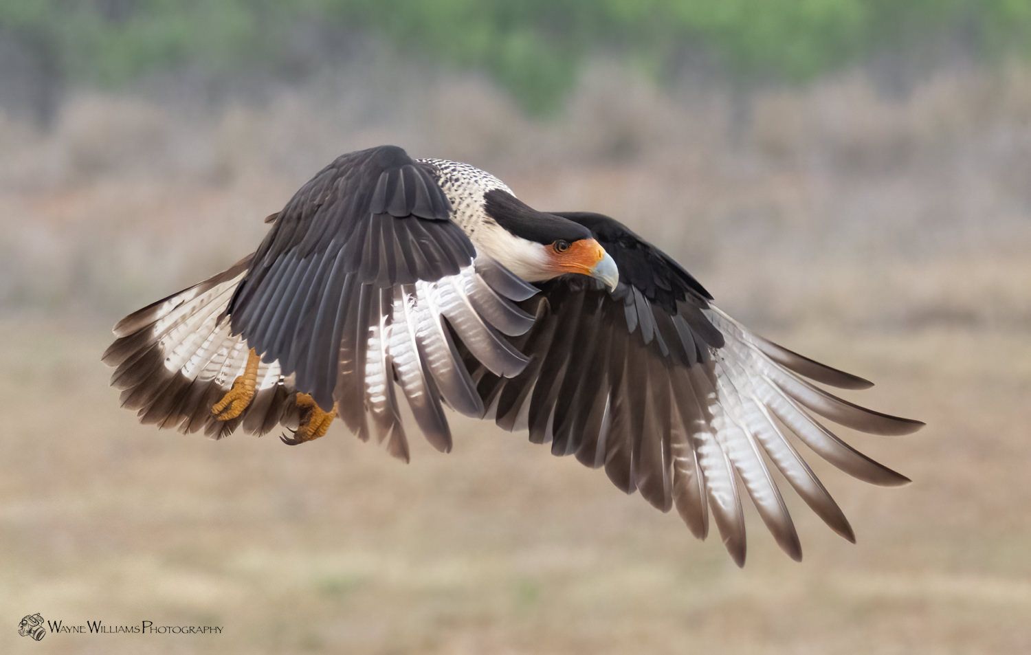 A bird is flying over a field with its wings spread.